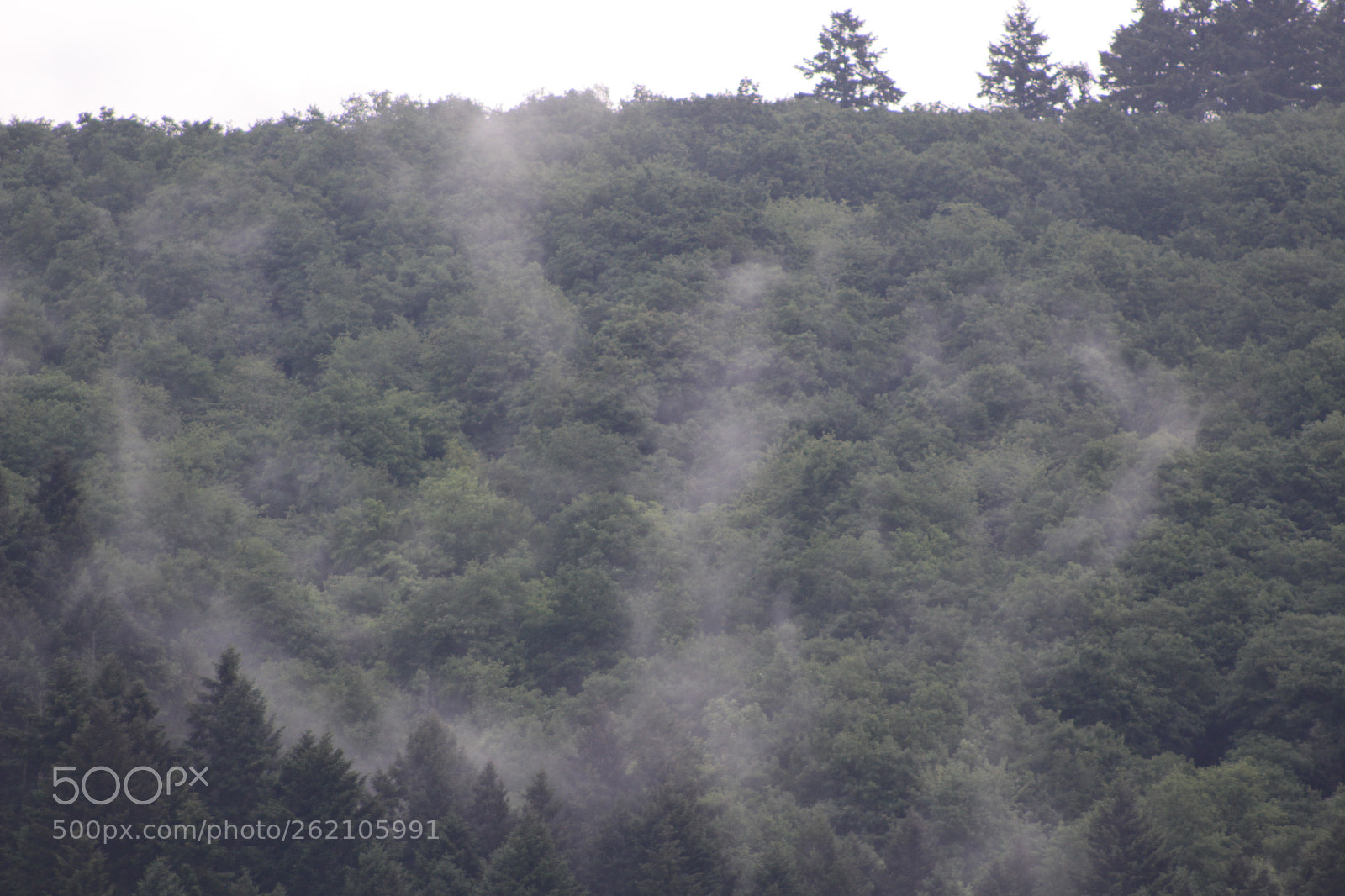 Canon EOS 100D (EOS Rebel SL1 / EOS Kiss X7) sample photo. Misty rhine photography