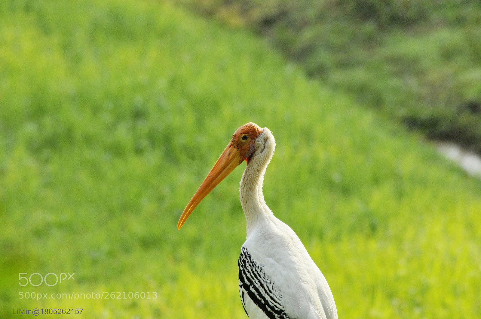 Nikon AF Nikkor 70-300mm F4-5.6G sample photo. Heron family .... photography
