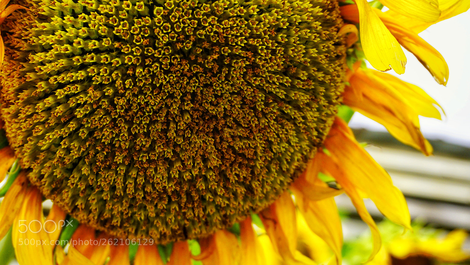 Sony a6000 sample photo. Flower photography