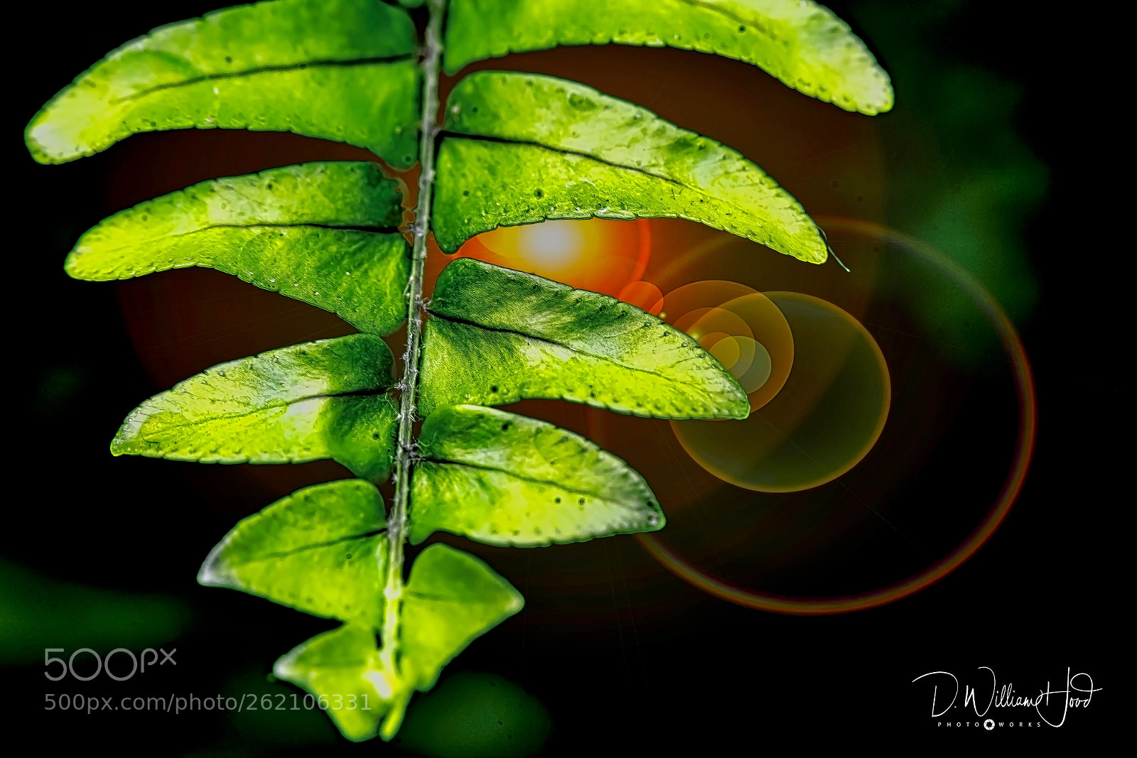 Sony a7 III sample photo. Leaves and flares photography
