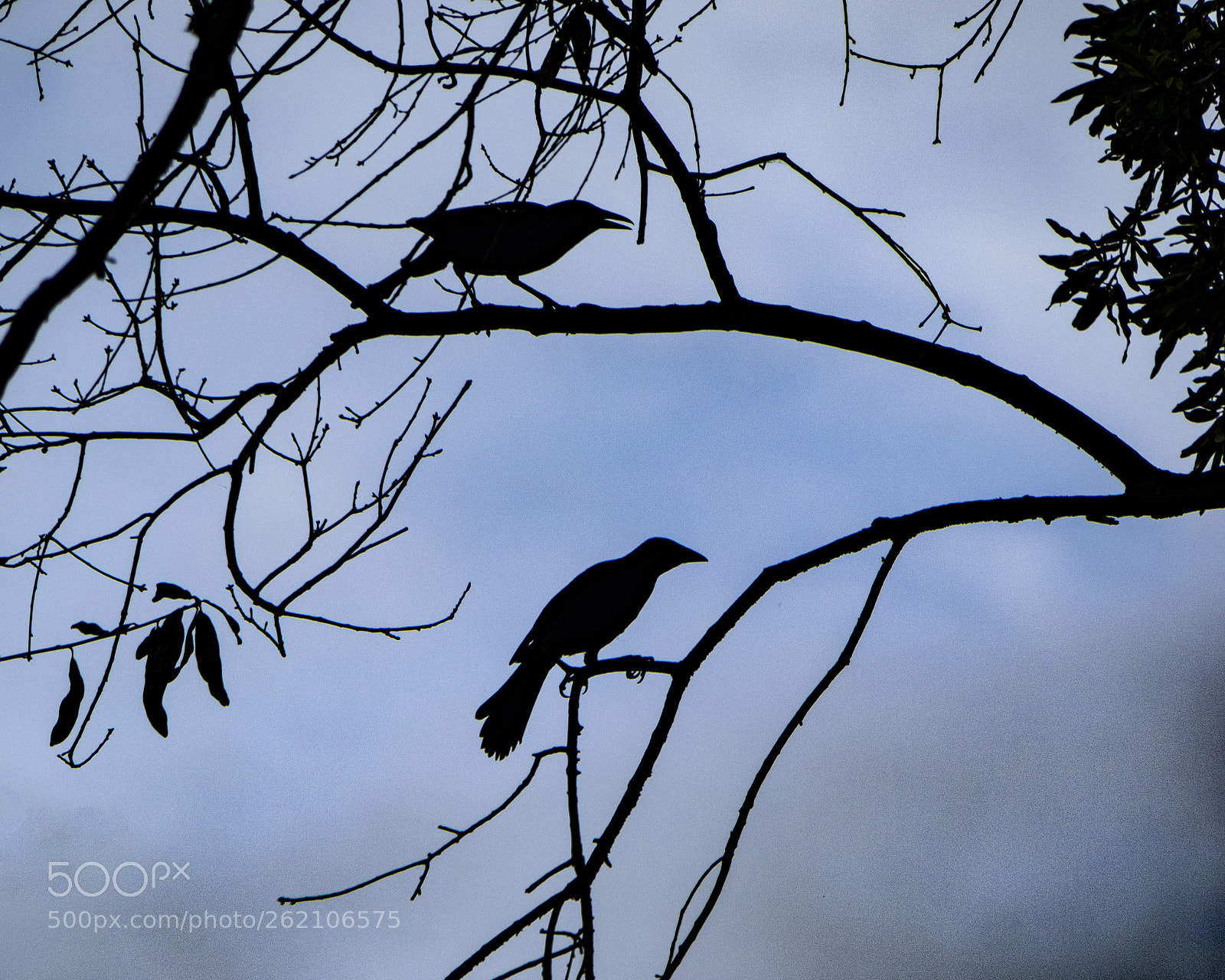 Olympus OM-D E-M1 sample photo. Nature's silhouette on blue photography