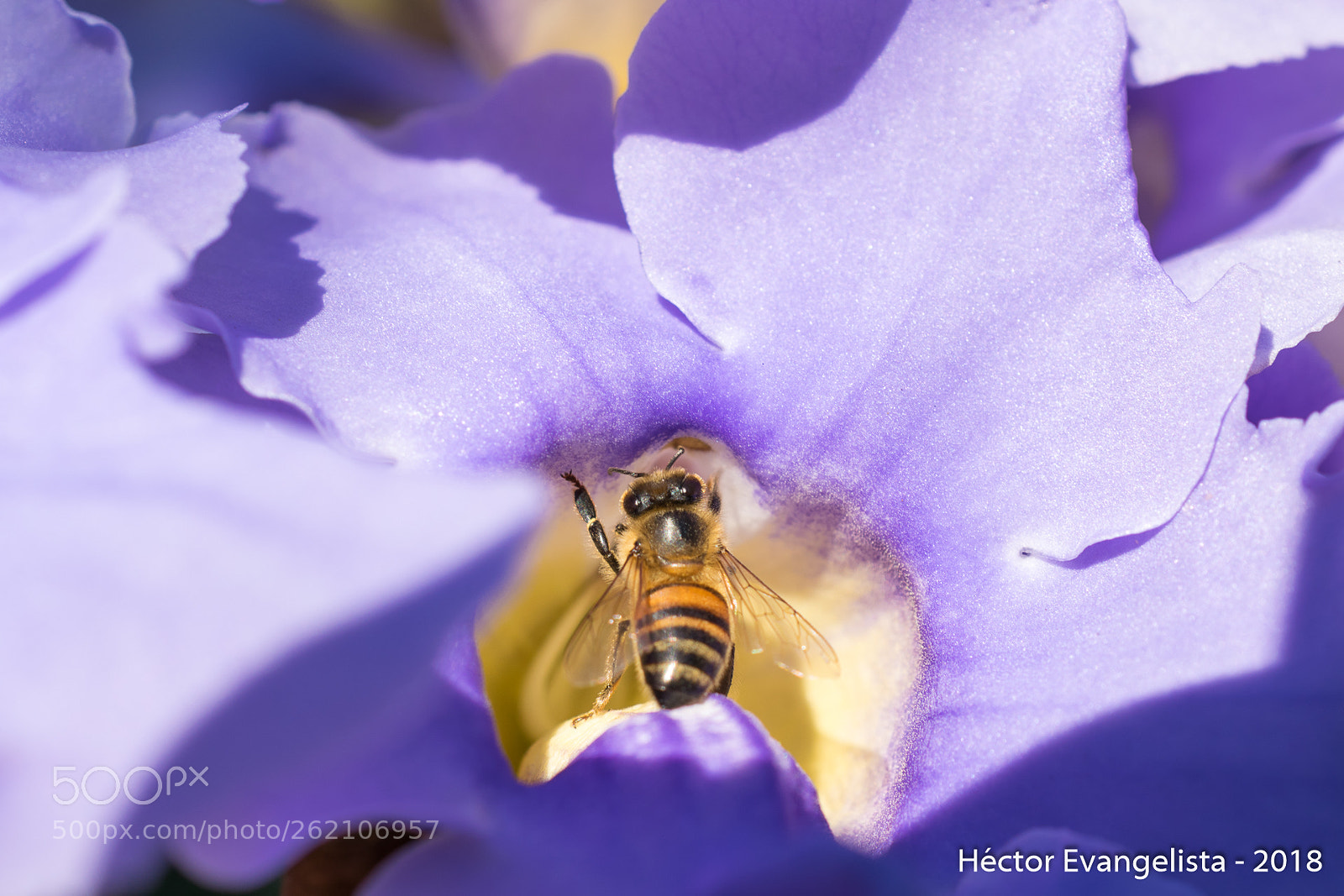 Nikon D5300 sample photo. Sobre la abeja photography