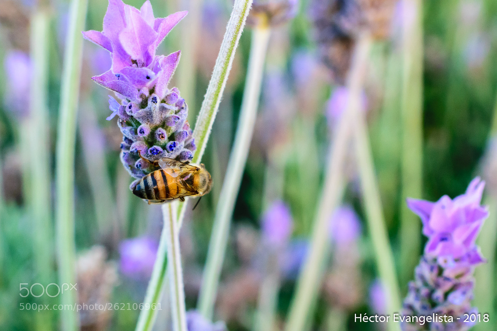 Nikon D5300 sample photo. Trabaja en lavanda photography
