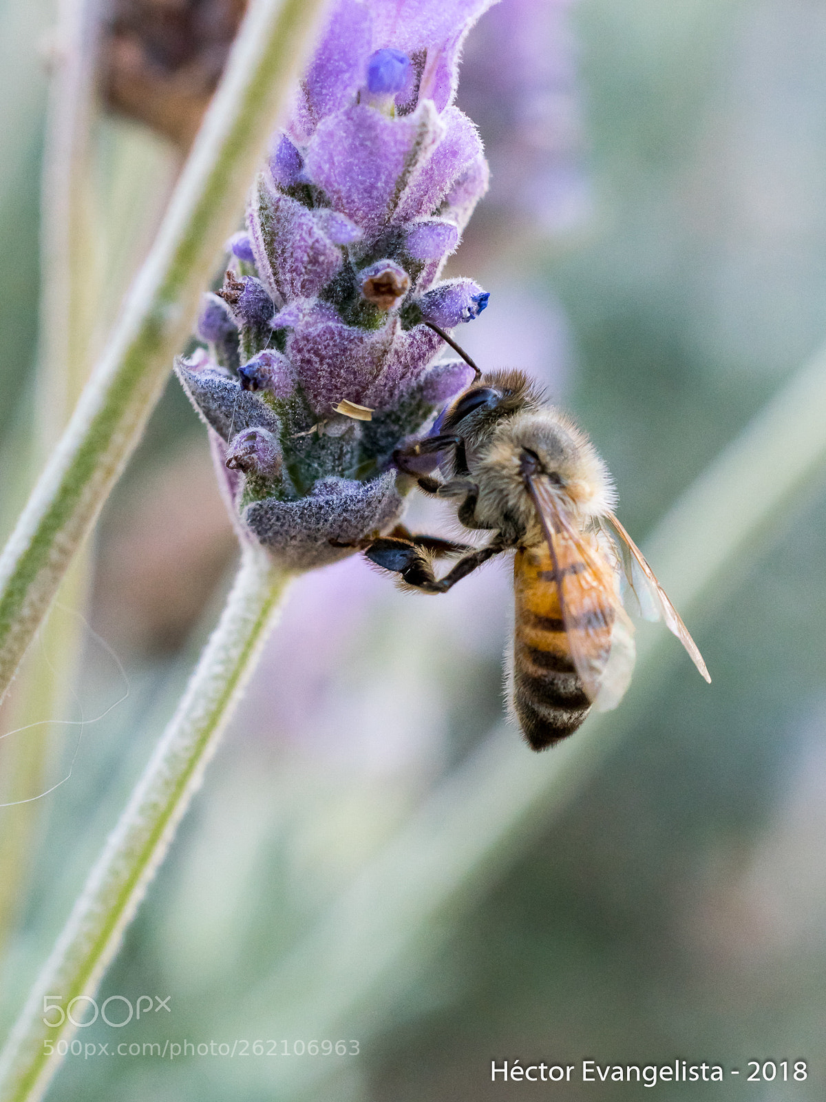 Nikon D5300 sample photo. La abeja photography