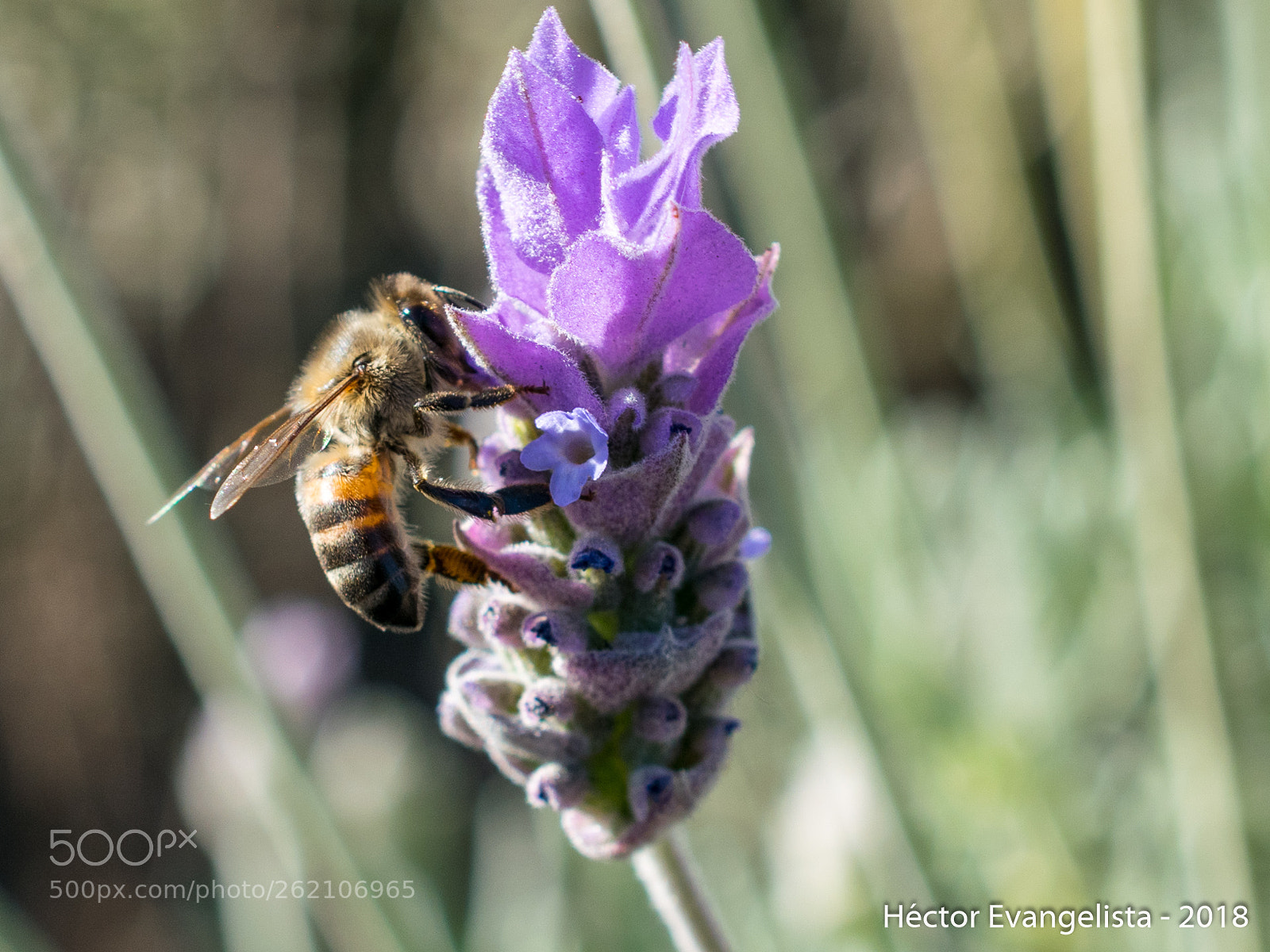 Nikon D5300 sample photo. Pecoreadora photography