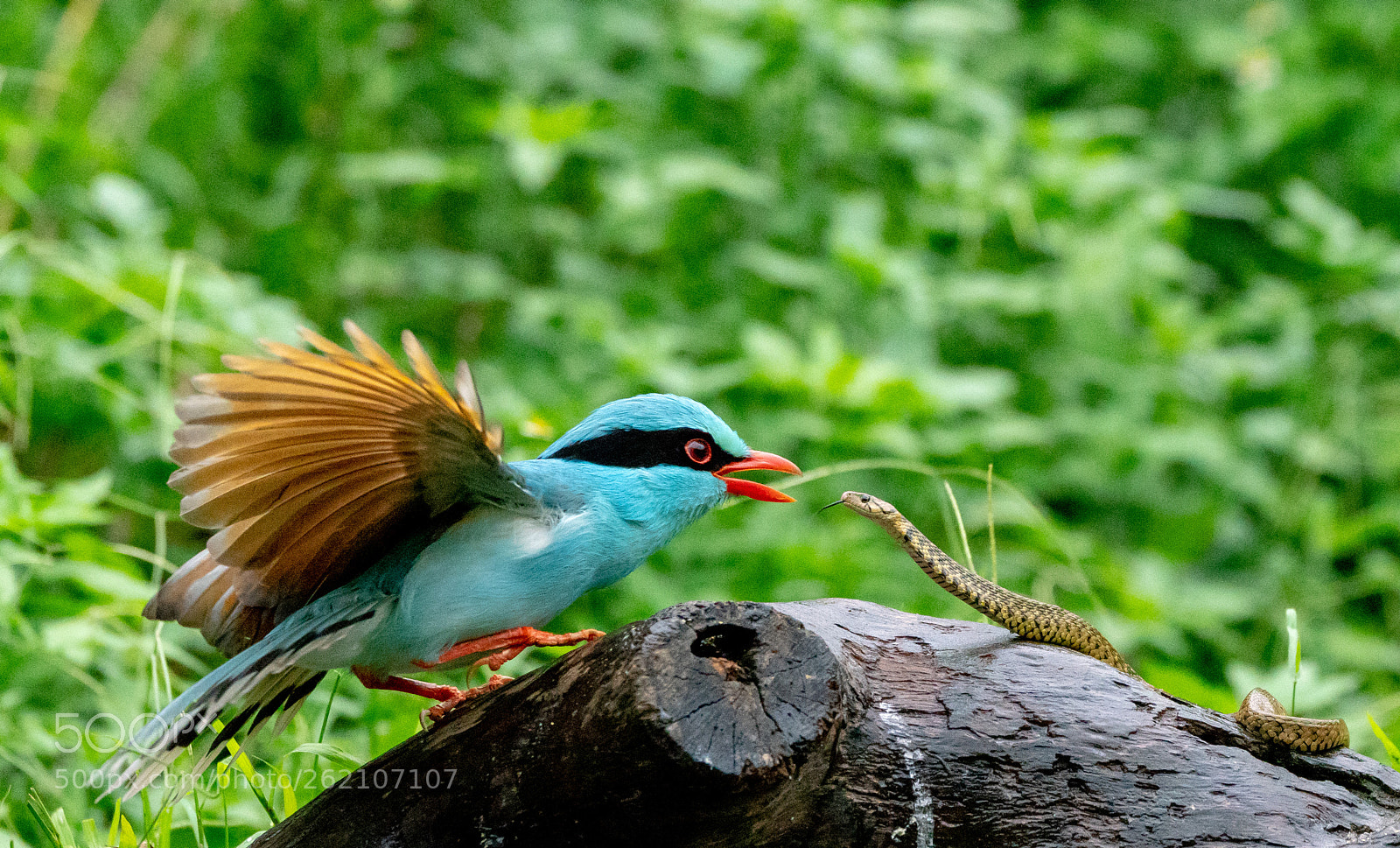 Sony a99 II sample photo. Fighting photography