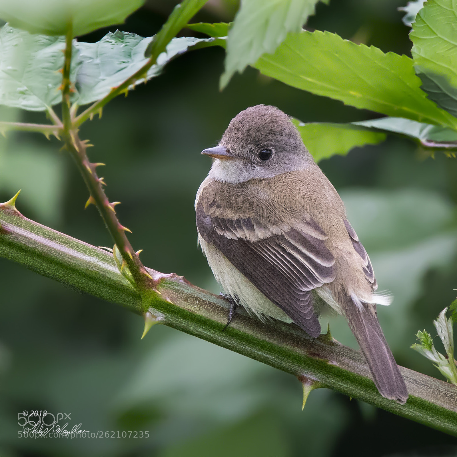 Nikon D500 sample photo. Willow flycatcher photography