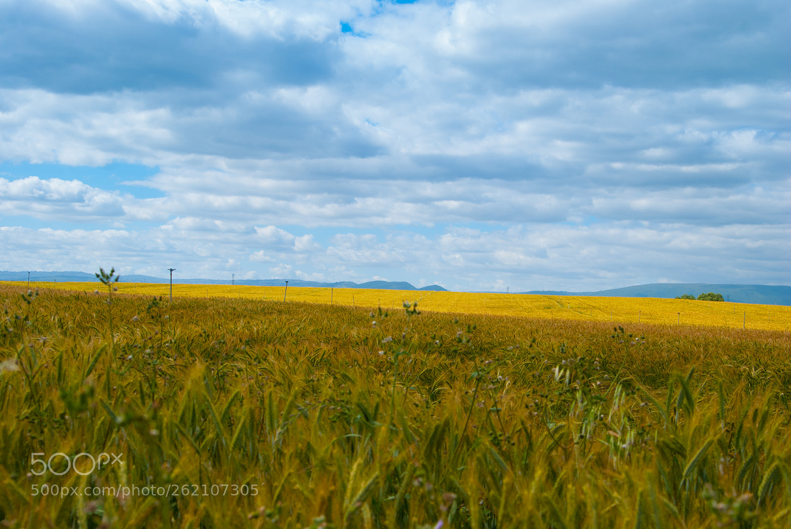 Nikon D80 sample photo. Paisagem em amarelo 1 photography