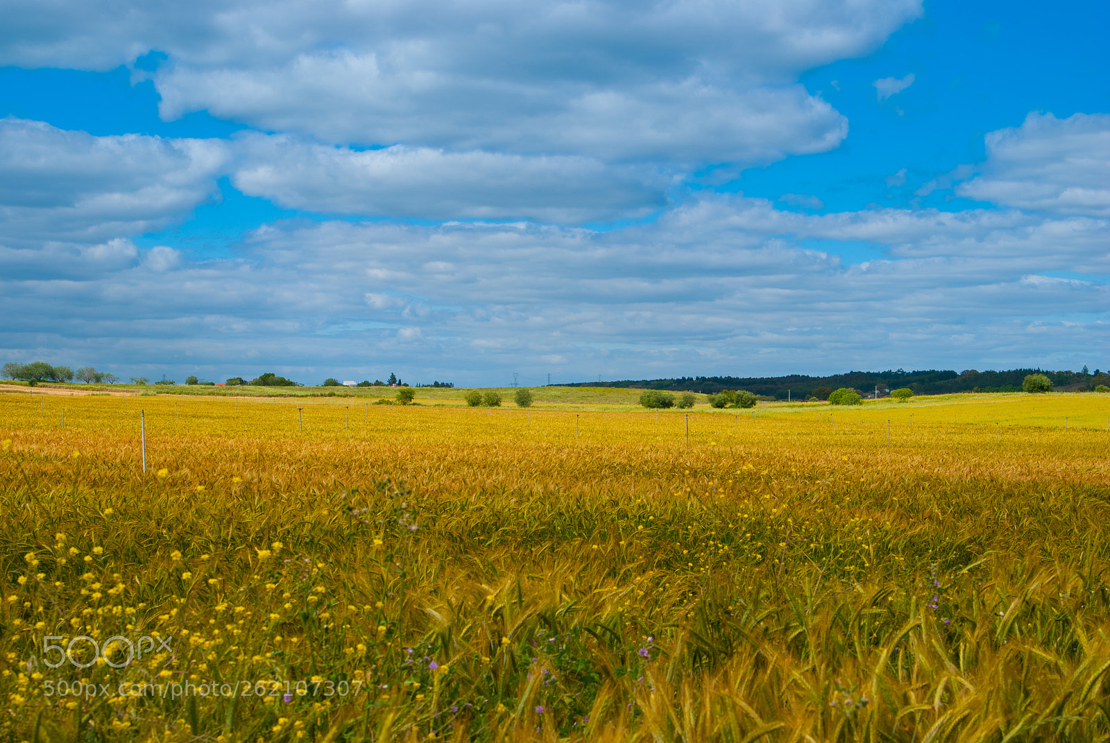 Nikon D80 sample photo. Paisagem em amarelo 2 photography