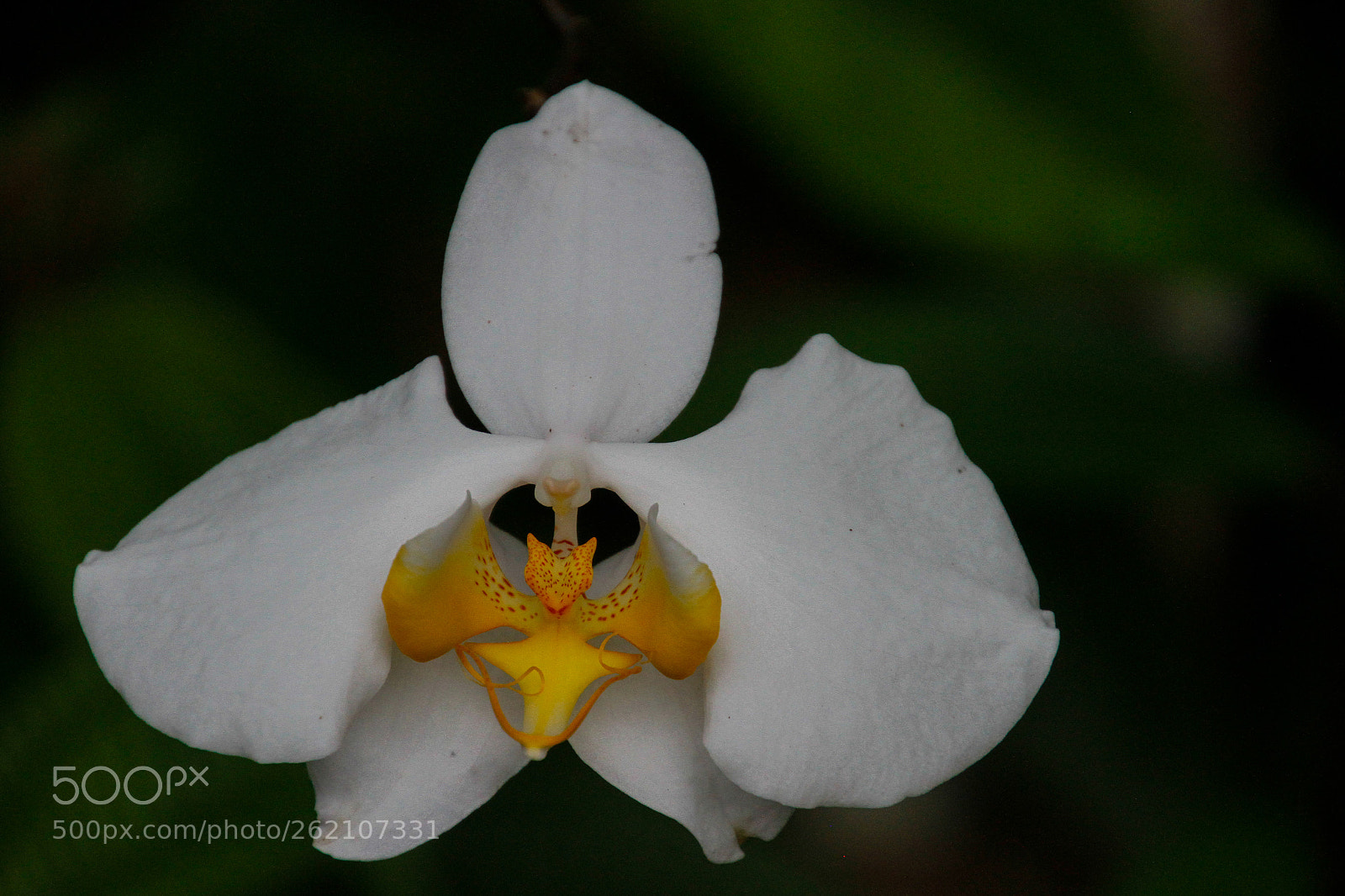 Canon EOS 7D sample photo. Complex beauty photography