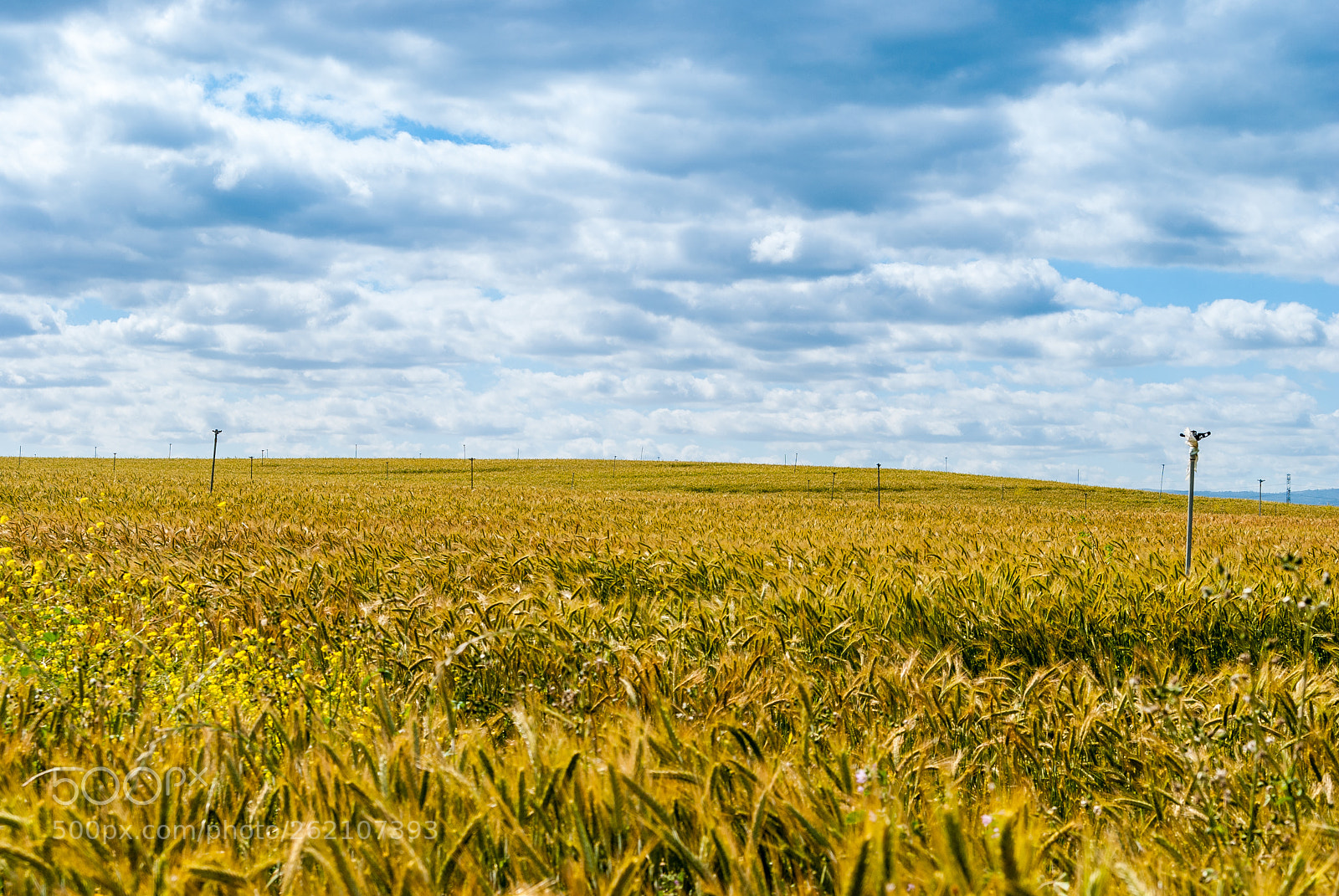 Nikon D80 sample photo. Paisagem em amarelo 3 photography