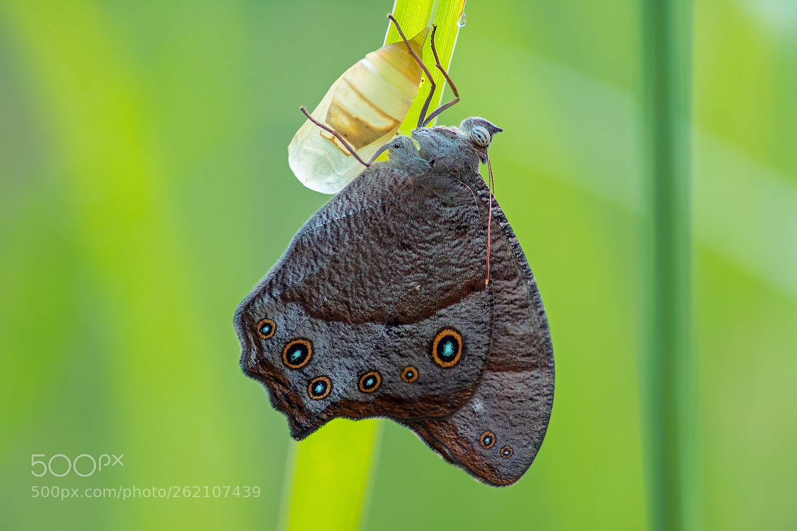 Nikon D5200 sample photo. Evening brown butterfly photography