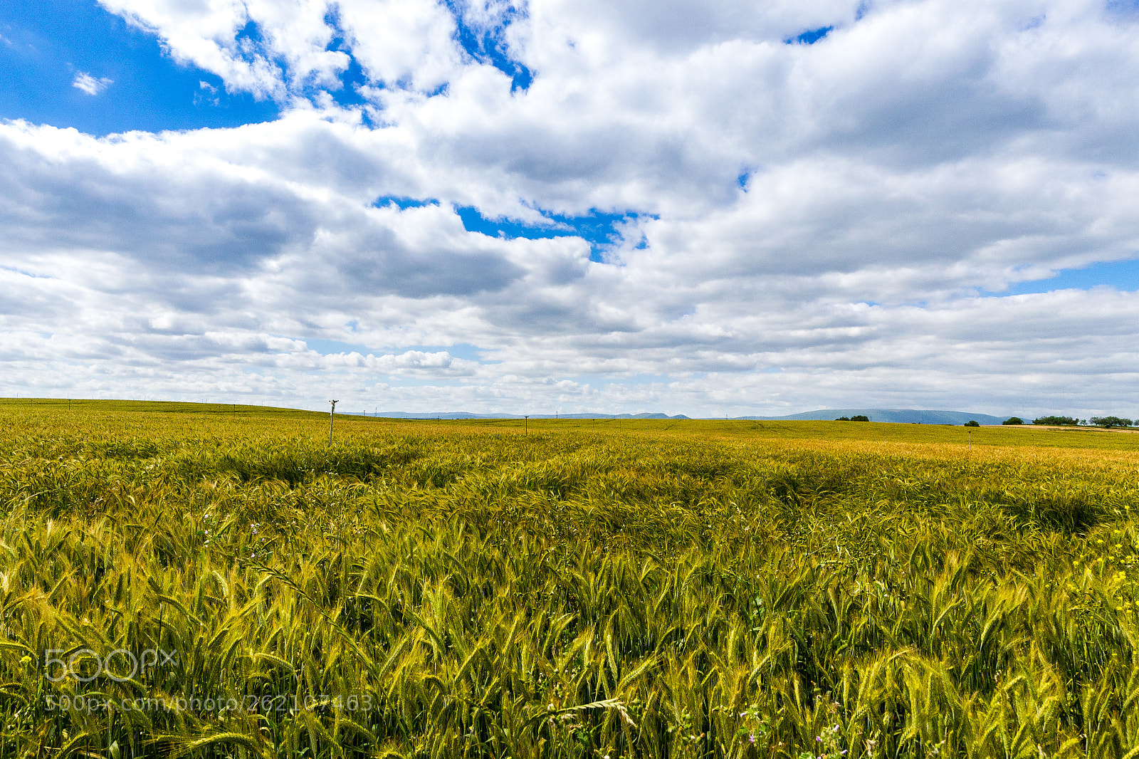 Nikon D3100 sample photo. Paisagem em amarelo 4 photography