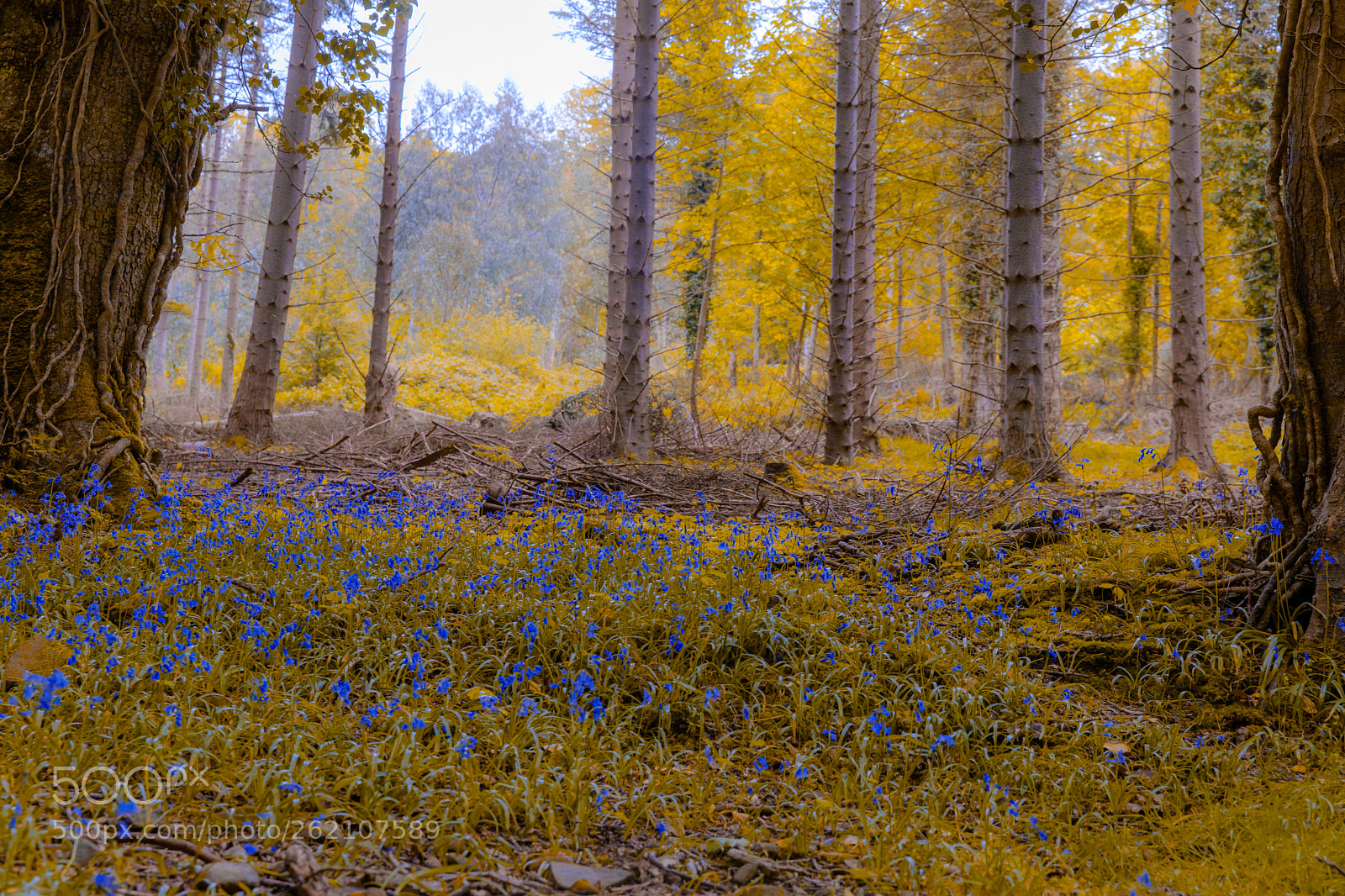 Canon EOS 5D Mark IV sample photo. Bluebells photography