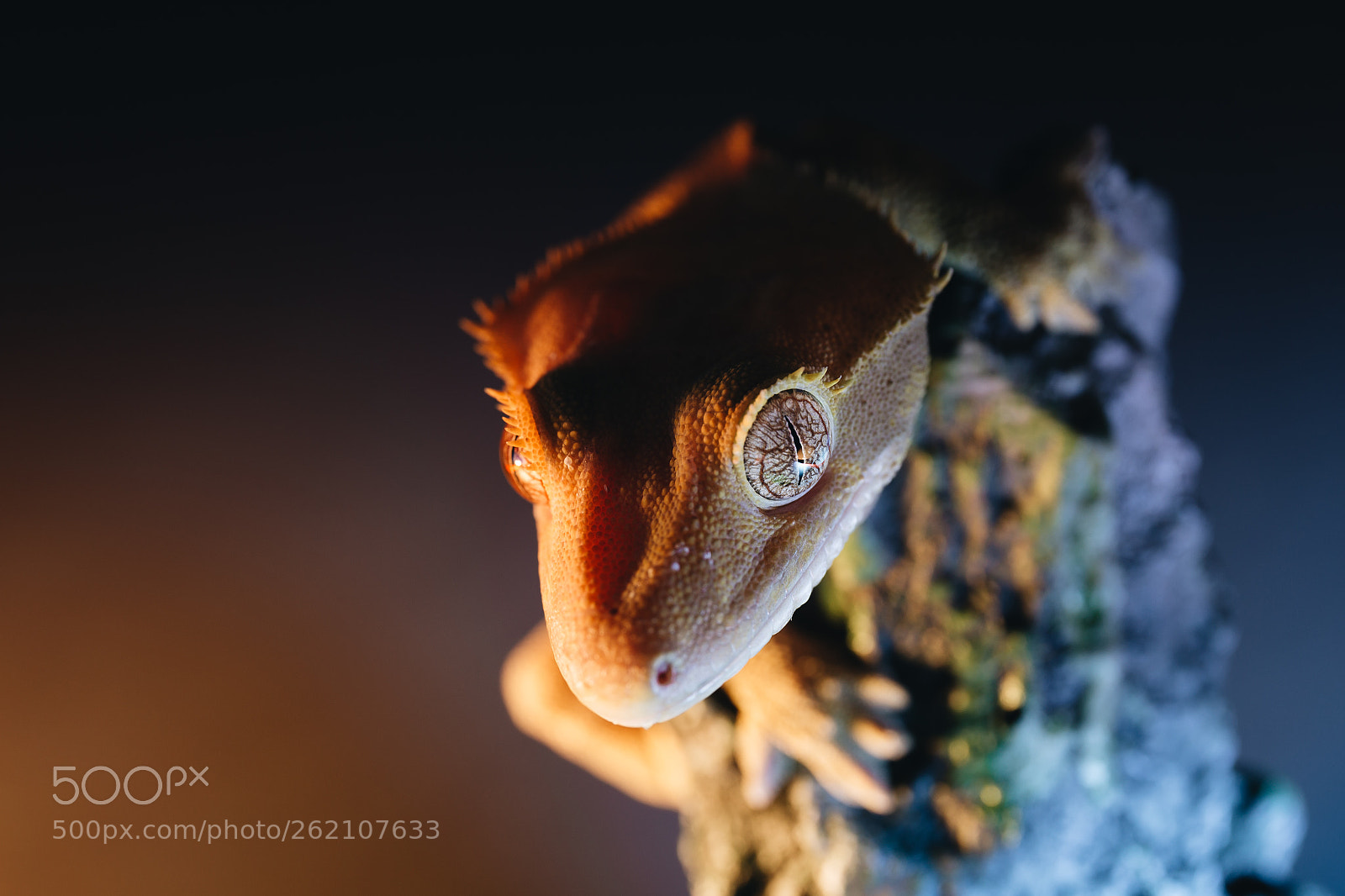 Canon EOS 6D sample photo. Portrait of crested gecko photography