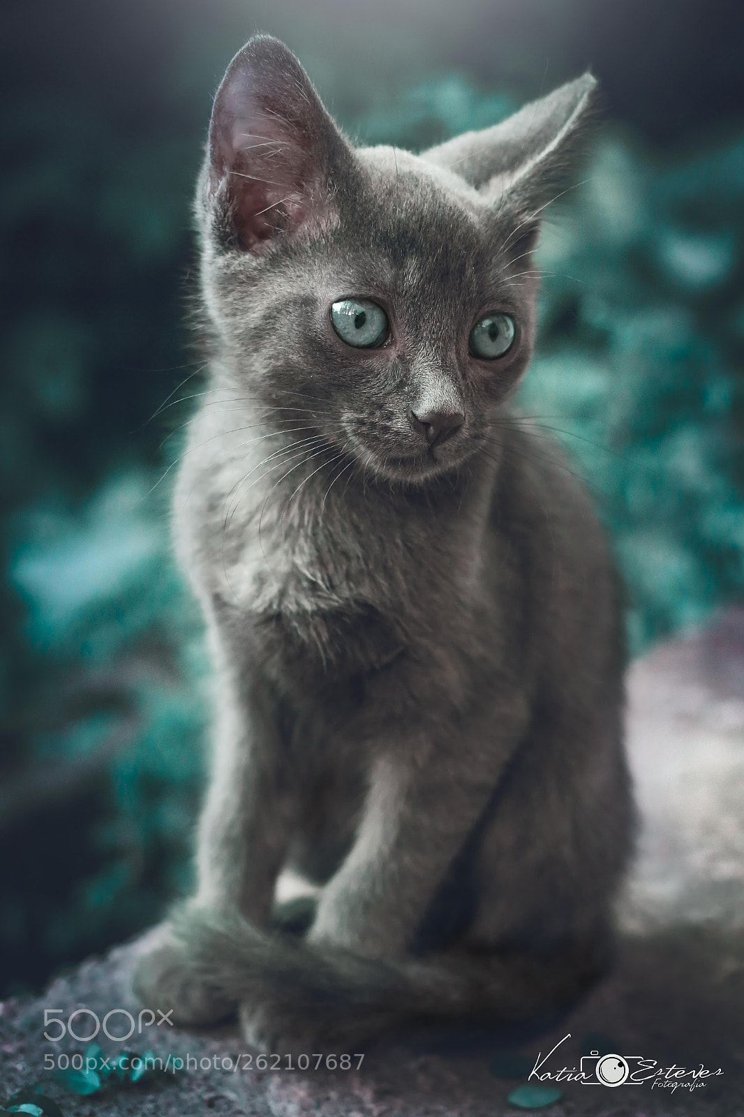 Canon EOS 70D sample photo. Cat photography