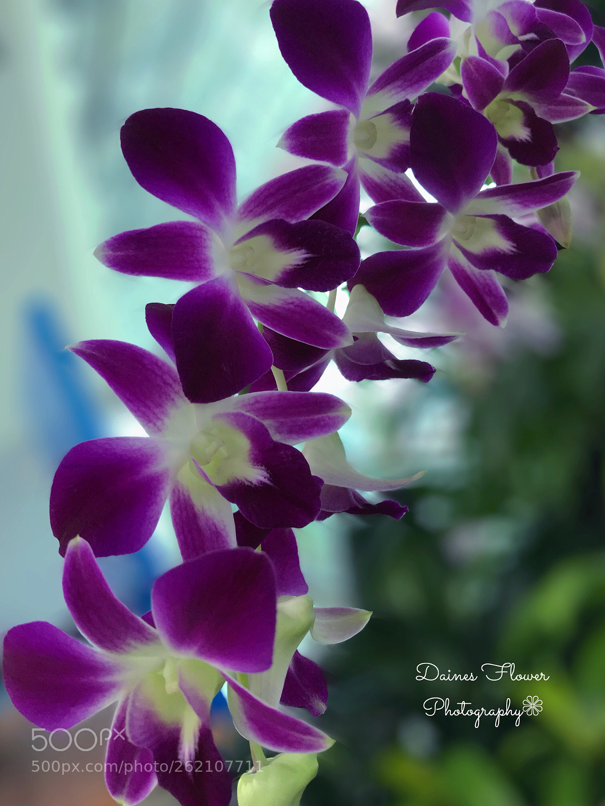 Apple iPhone 7 Plus sample photo. Dendrobium orchid flowers  photography