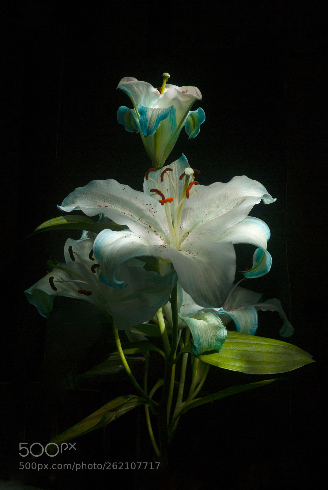 Nikon D3000 sample photo. Blue lily painted light photography