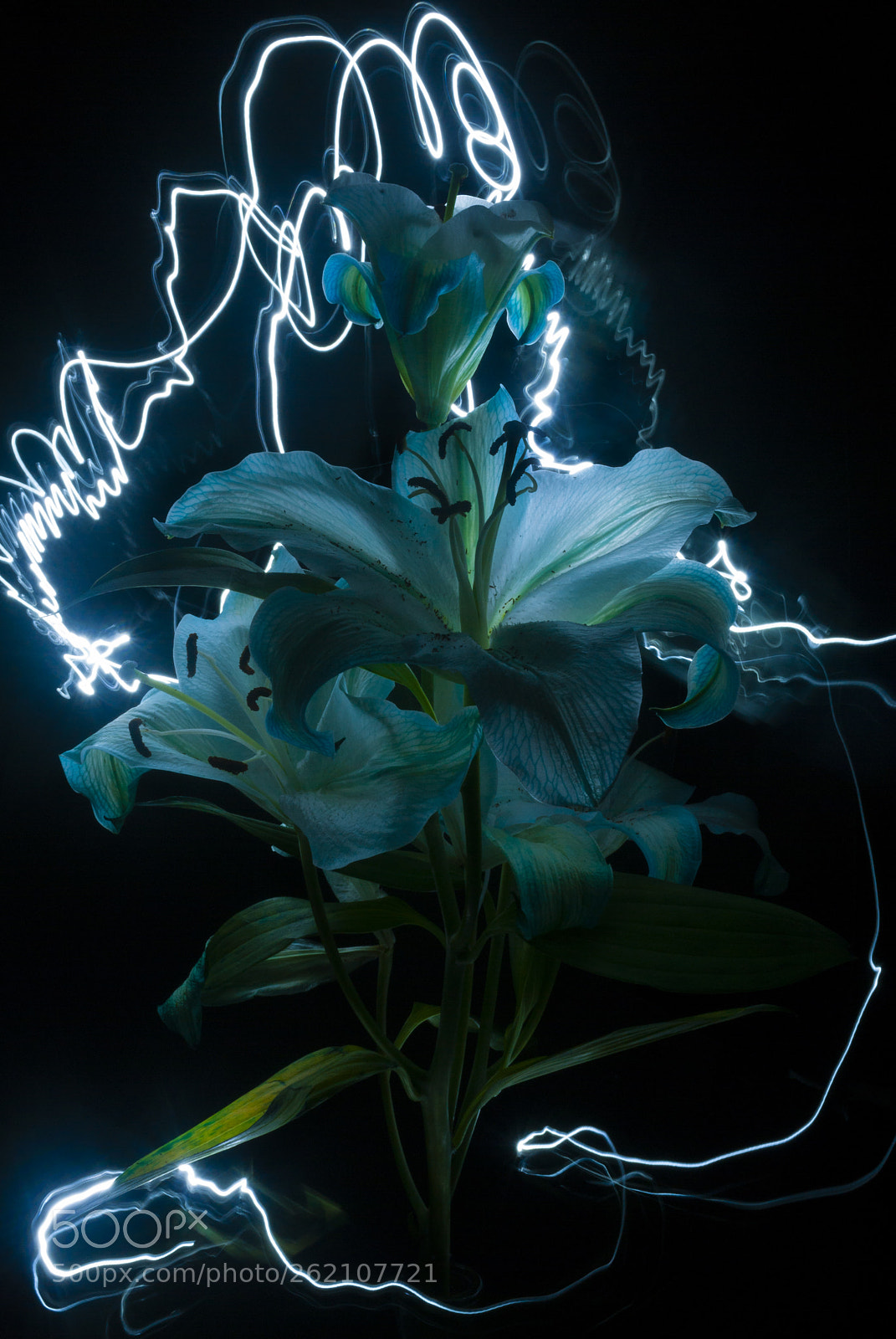 Nikon D3000 sample photo. Blue lily painted light photography