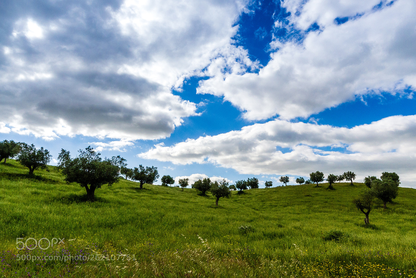Nikon D3100 sample photo. Olive tree photography