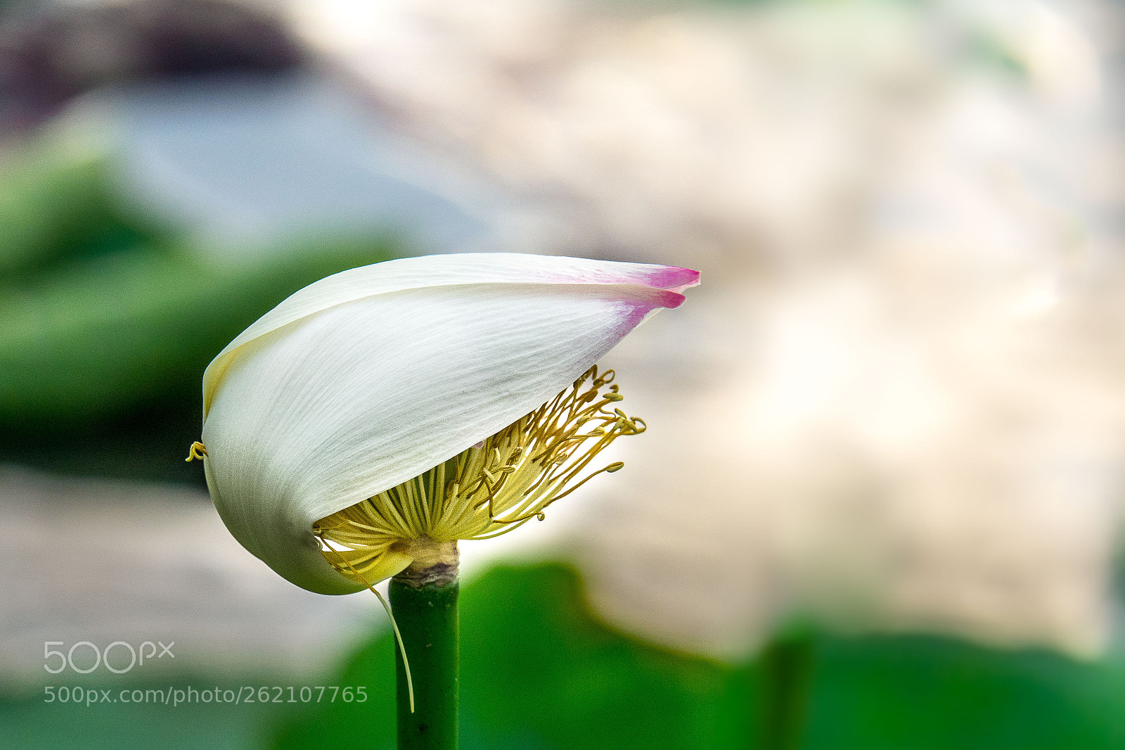 Sony Cyber-shot DSC-RX10 III sample photo. Lotus photography