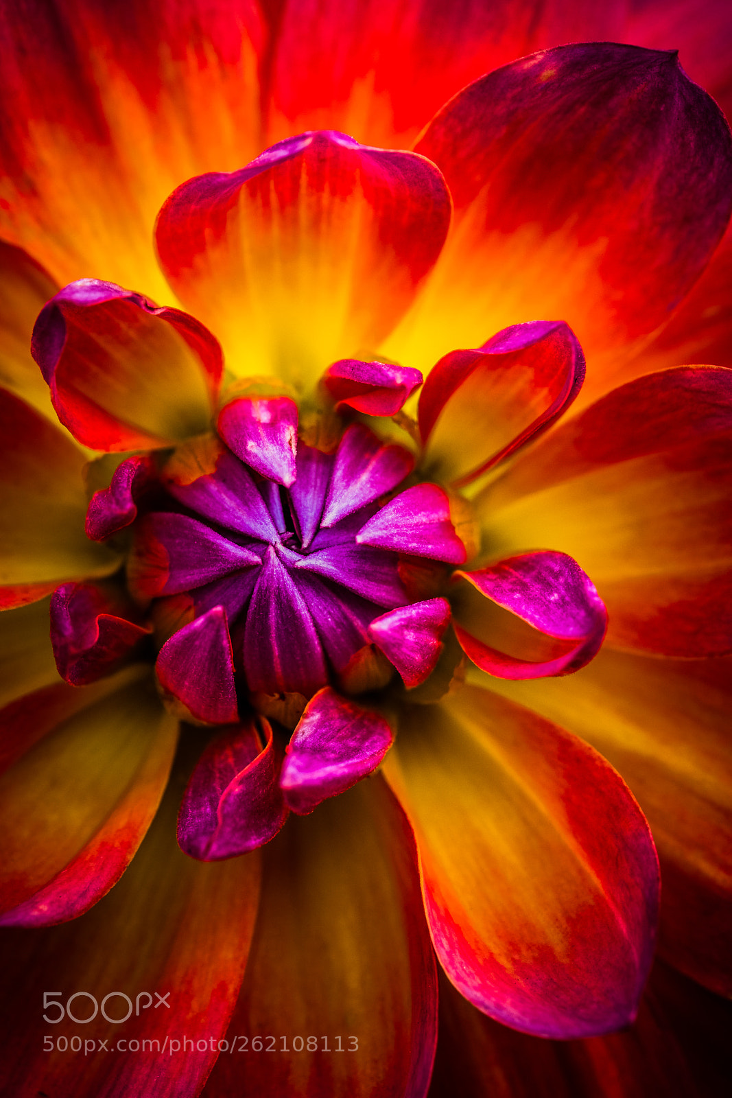 Fujifilm X-T2 sample photo. Dahlia photography