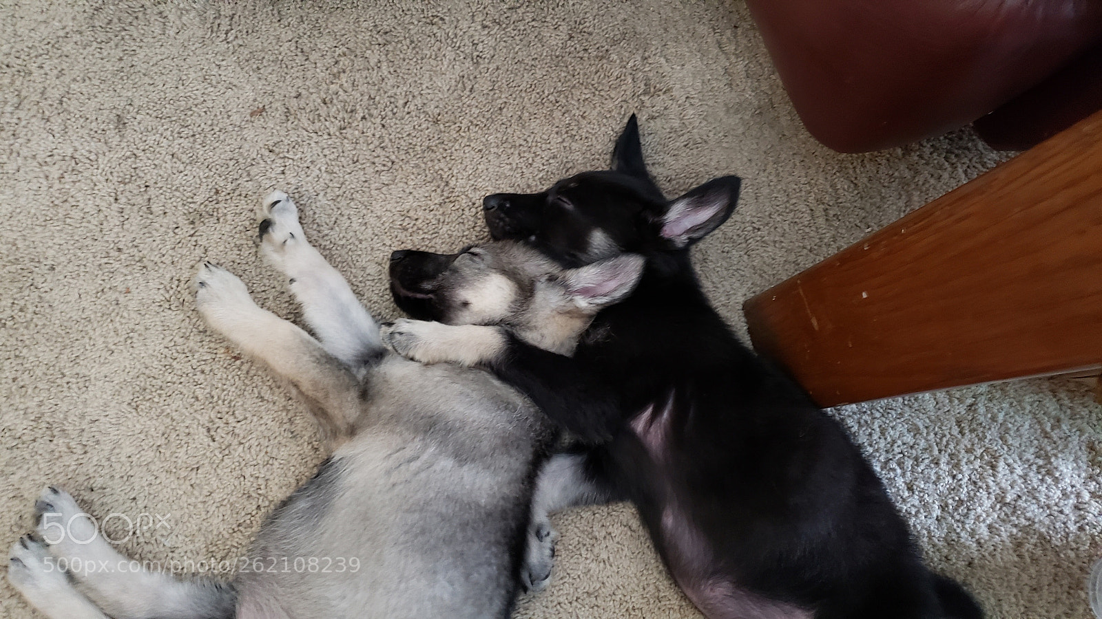 Samsung Galaxy S9+ sample photo. Puppy love photography