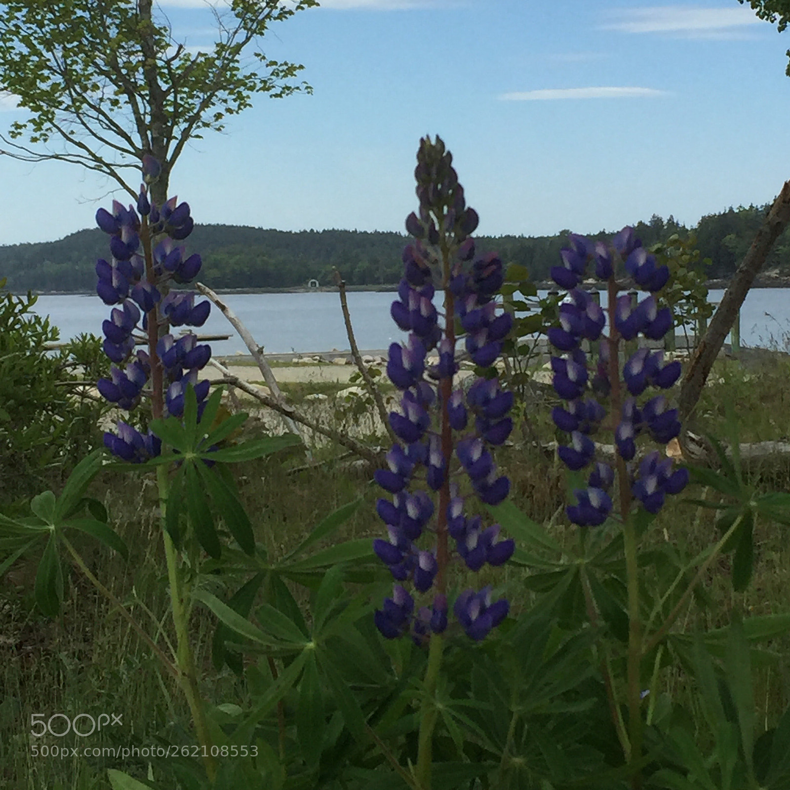 Apple iPhone 6 sample photo. Lupines in maine photography
