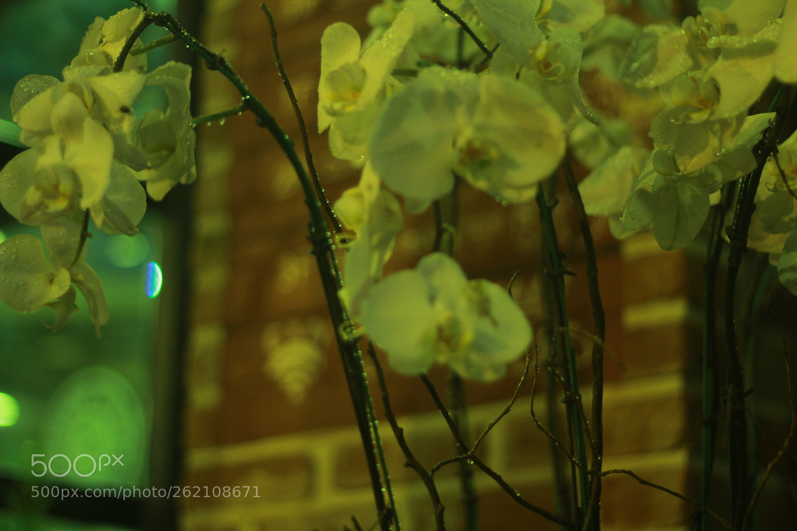 Canon EOS 600D (Rebel EOS T3i / EOS Kiss X5) sample photo. Img photography