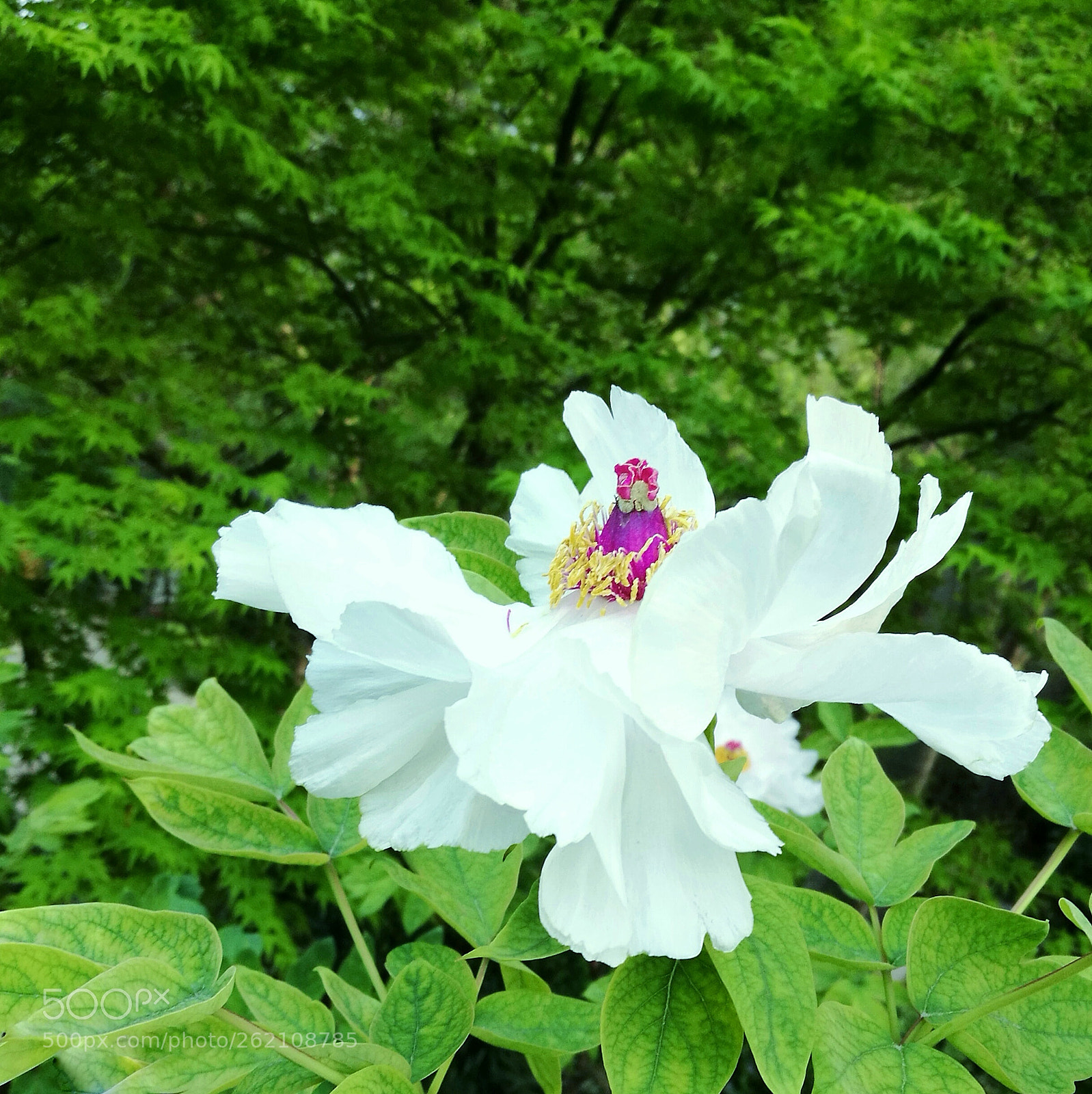 HUAWEI P9 sample photo. 白牡丹 photography