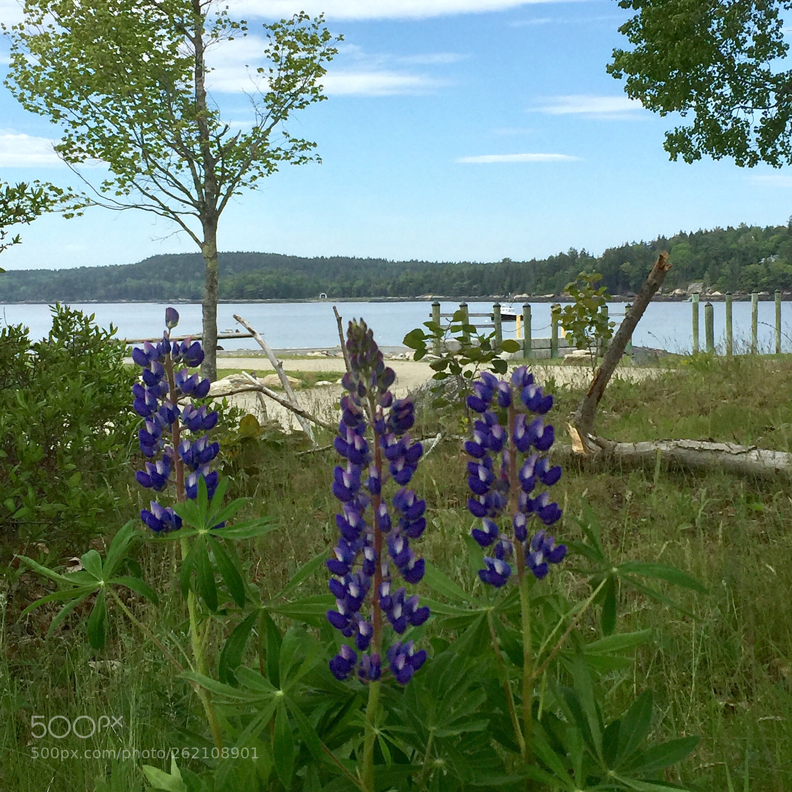 Apple iPhone 6 sample photo. Gorgeous in maine photography