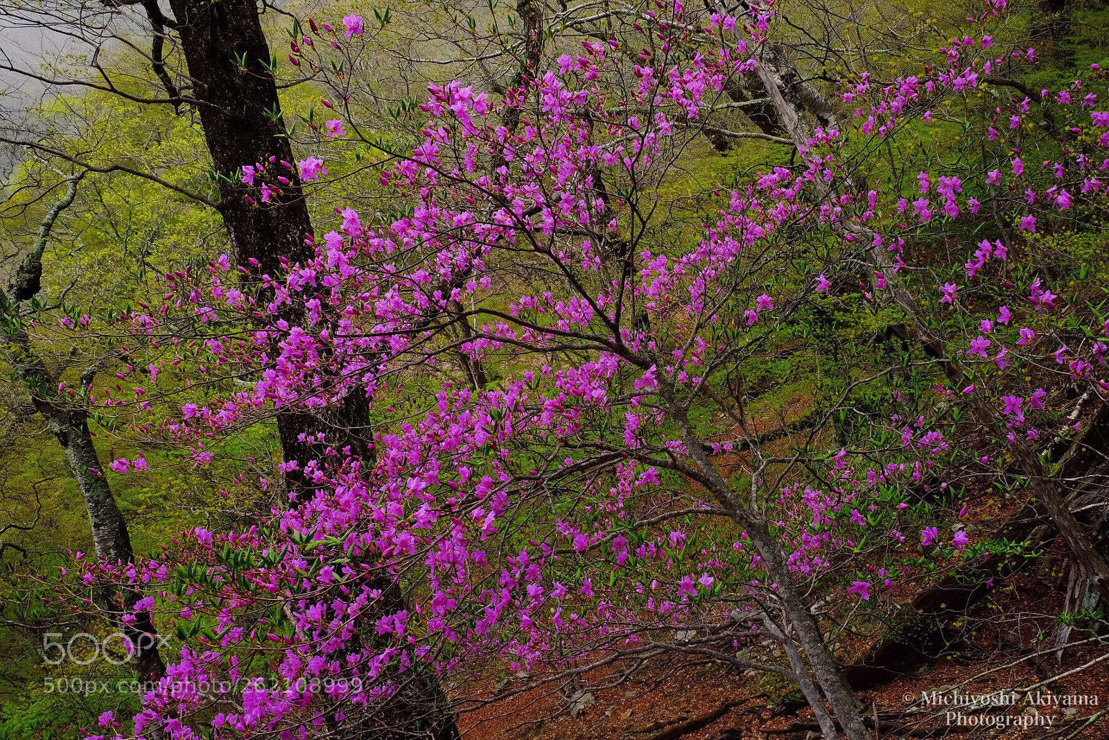 Fujifilm X-T1 sample photo. Azalea photography