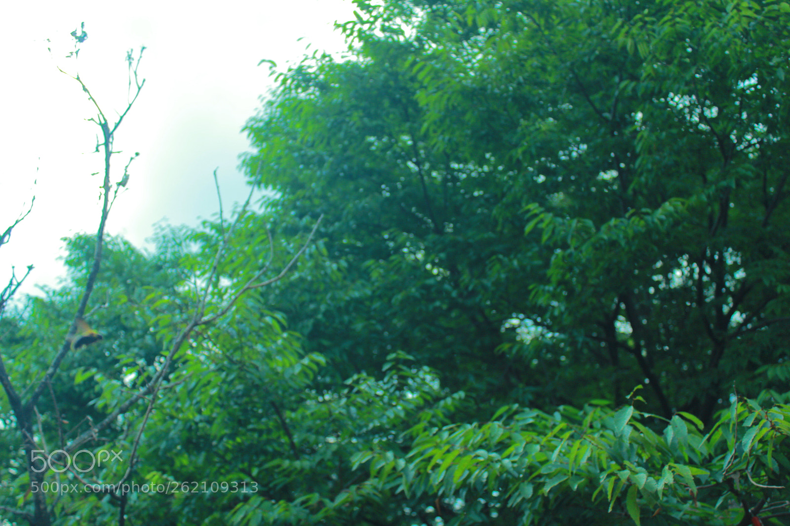 Canon EOS 600D (Rebel EOS T3i / EOS Kiss X5) sample photo. Img photography