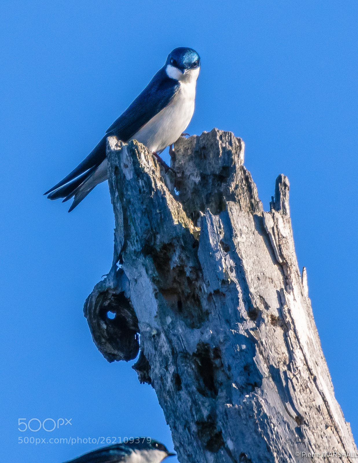 Nikon D500 sample photo. Tree swallow looking down photography