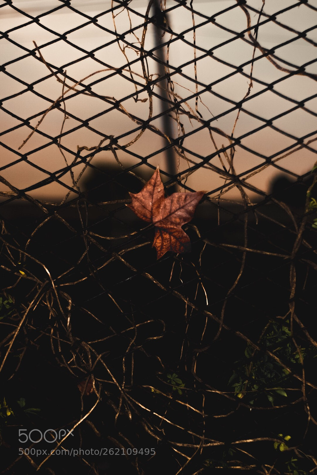 Nikon D5300 sample photo. Untitled photography