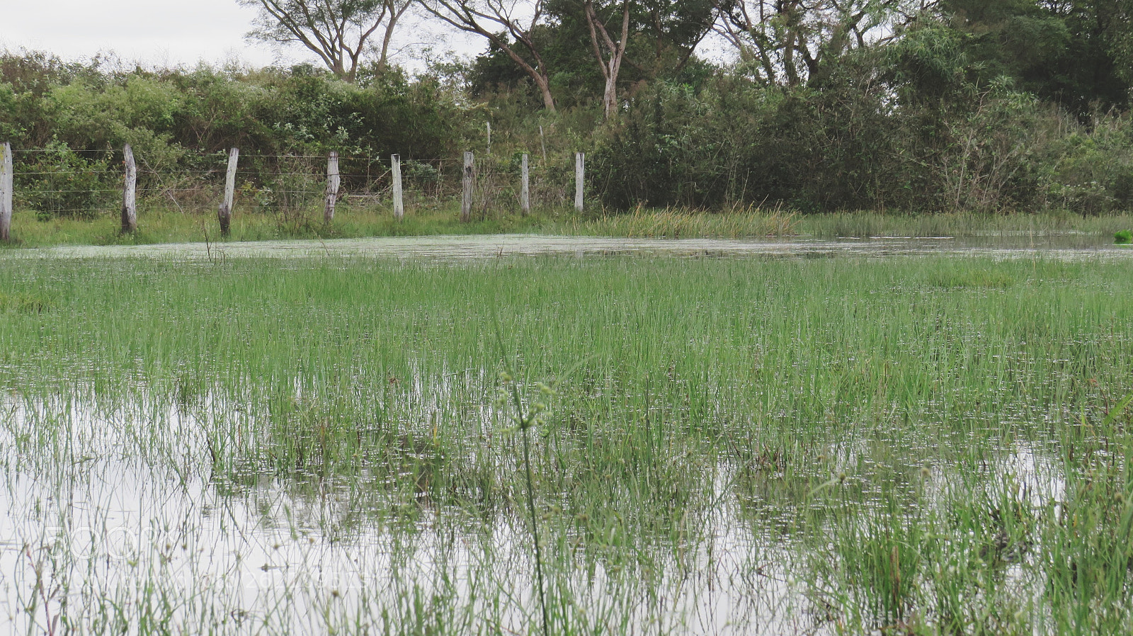 Canon PowerShot SX540 HS sample photo. Farm pond photography