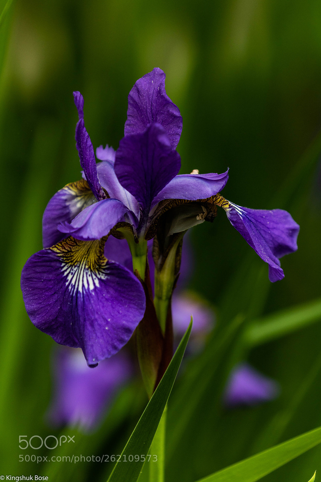 Canon EOS 750D (EOS Rebel T6i / EOS Kiss X8i) sample photo. Colors of spring a photography