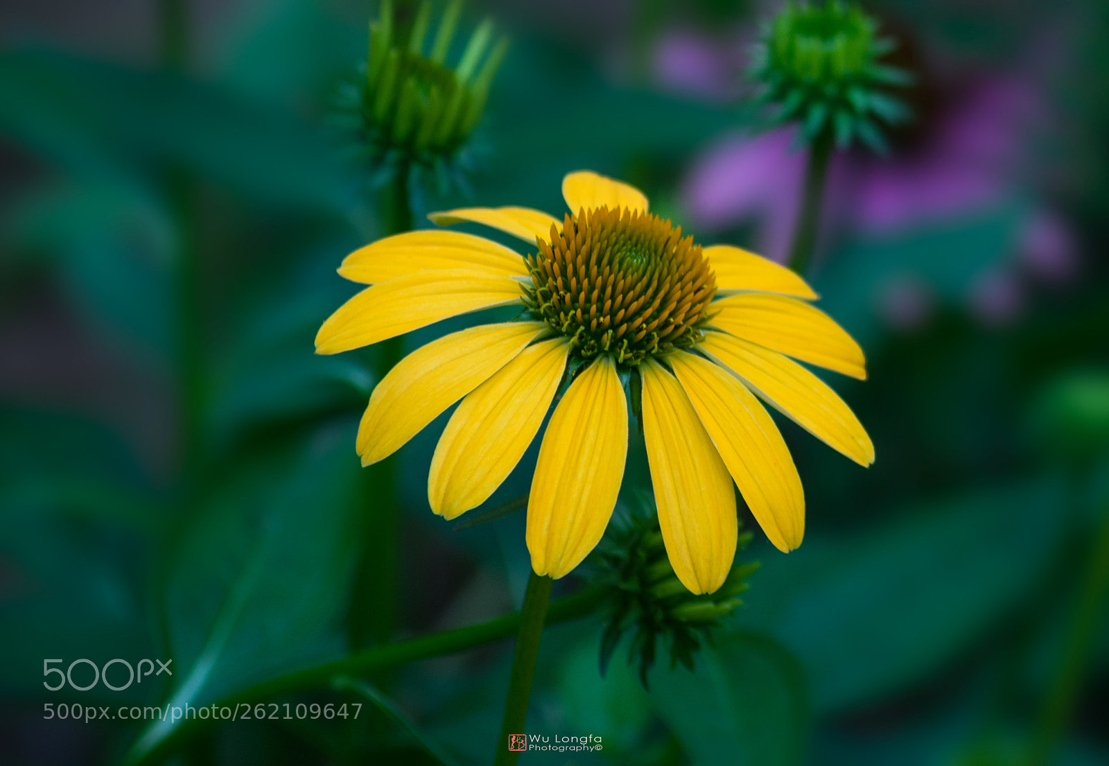 Sony a7 II sample photo. 菊花 photography