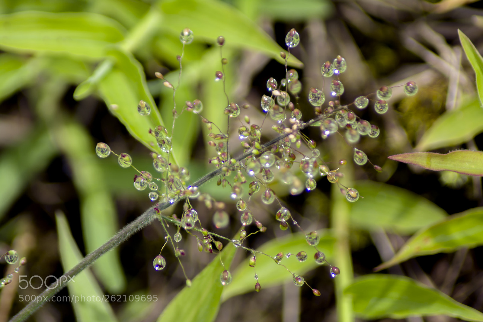 Nikon D7100 sample photo. Gotas photography
