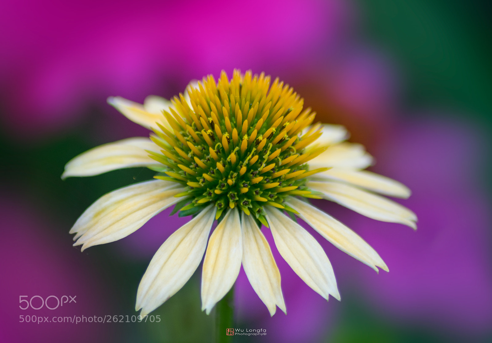 Sony a7 II sample photo. 菊花 photography