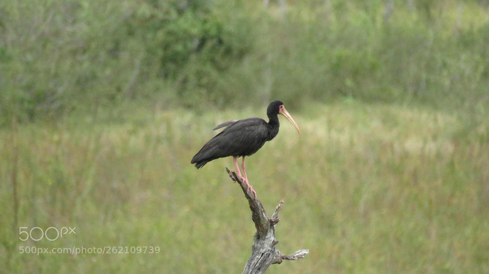 Canon PowerShot SX540 HS sample photo. Resting bird photography