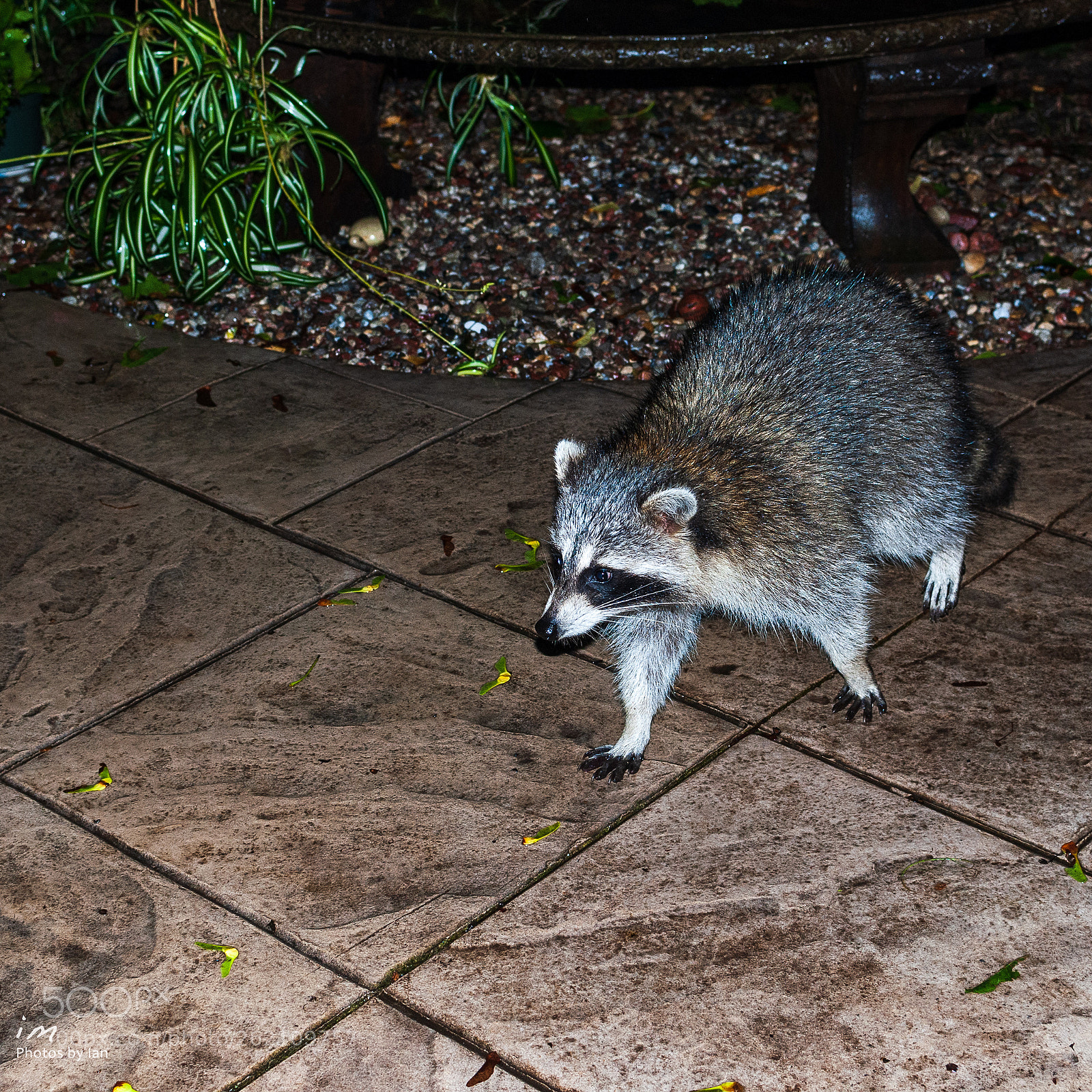 Nikon D60 sample photo. Nocturnal visitor photography