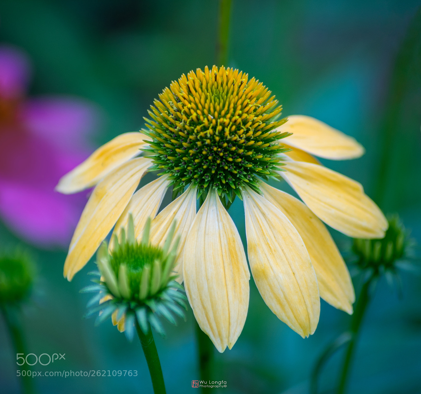 Sony a7 II sample photo. 菊花 photography