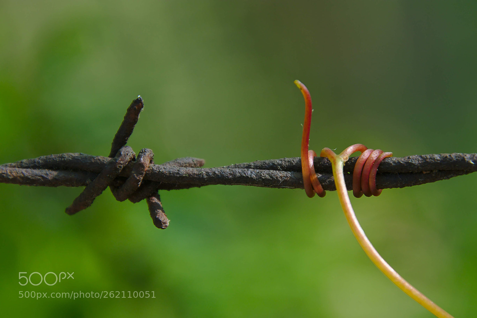 Canon EOS 80D sample photo. Grape vine on barbed photography