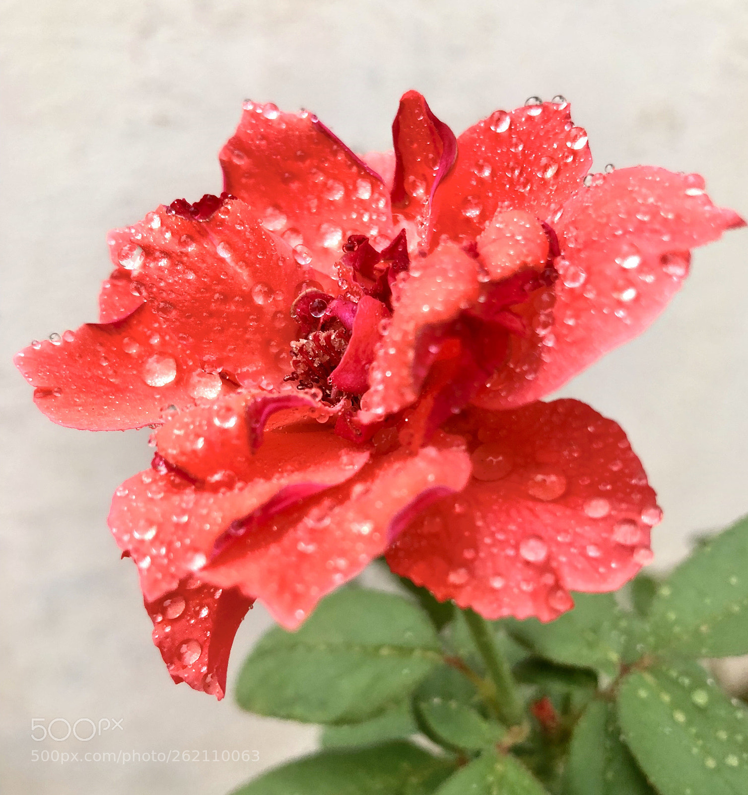 Apple iPhone 8 Plus sample photo. Orange rose photography