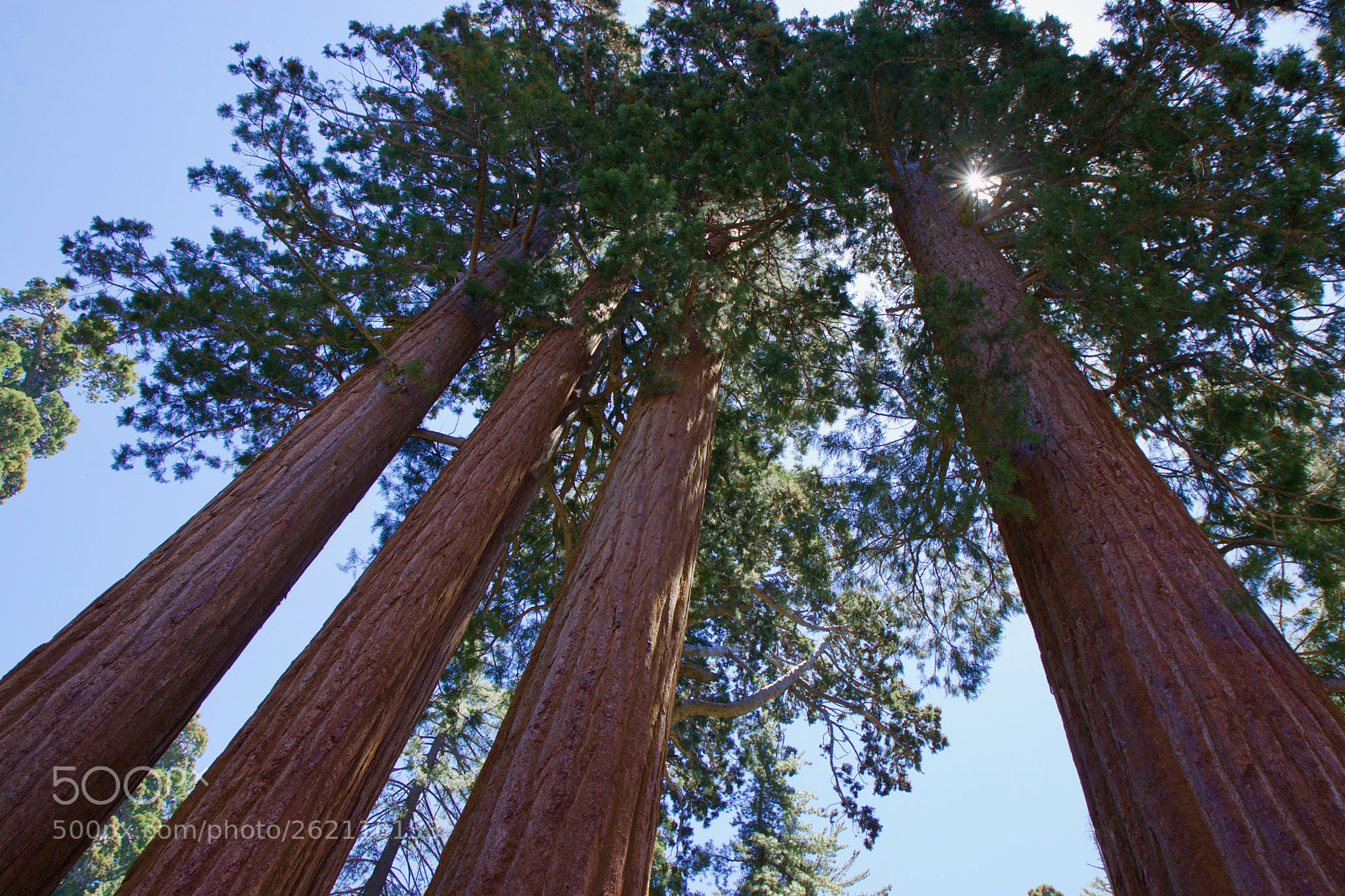 Canon EOS 80D sample photo. Giant sequoias photography