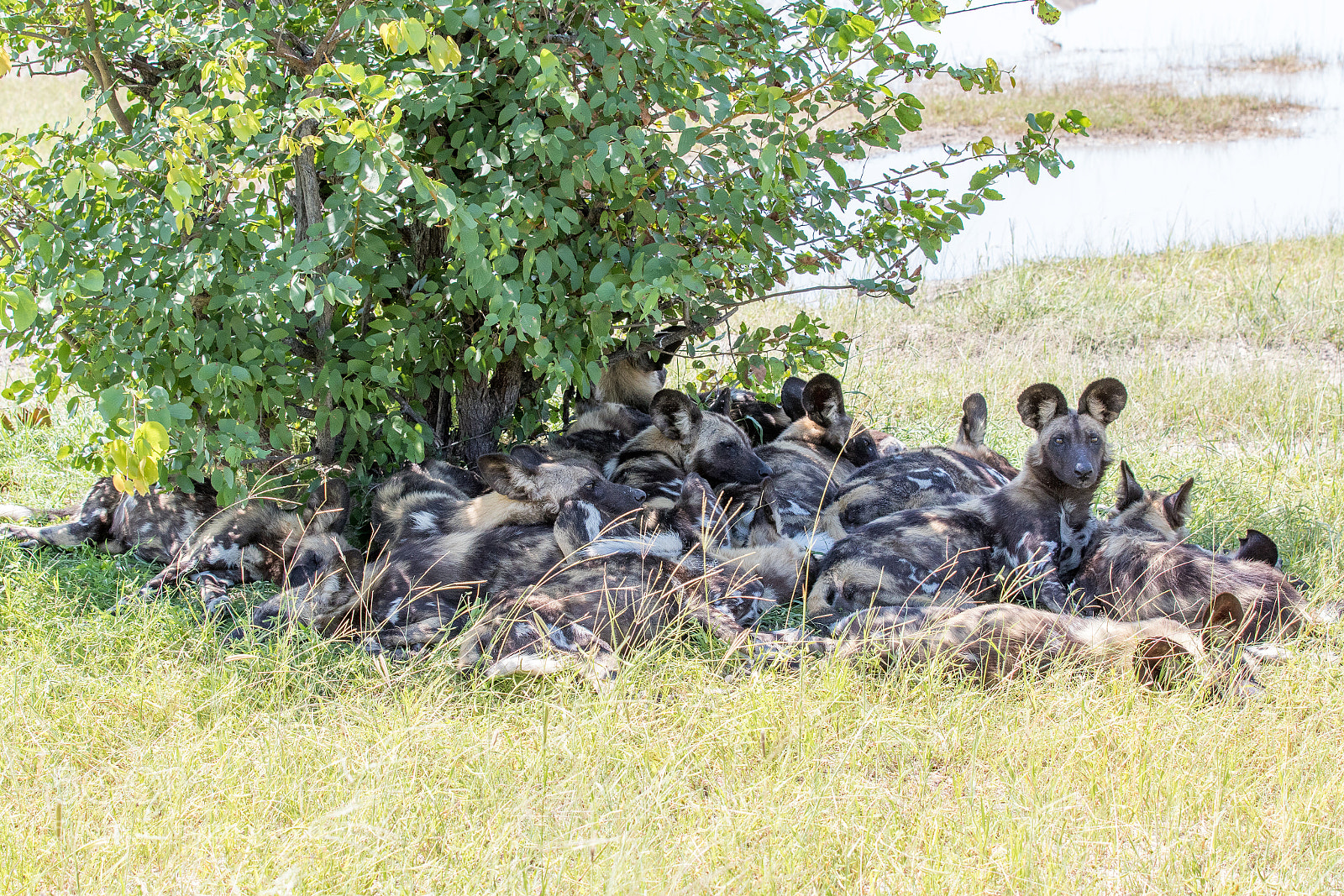 Canon EOS 7D Mark II sample photo. Wild dogs looking for photography