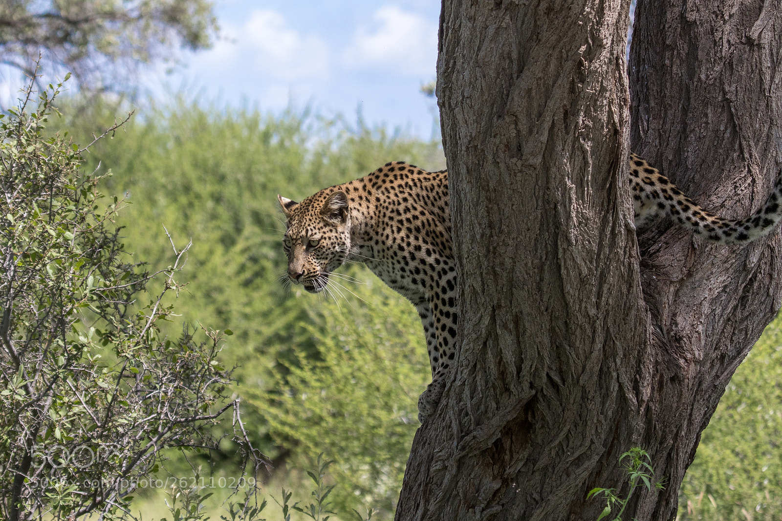 Canon EOS 7D Mark II sample photo. Kalahari leopard, botswana photography