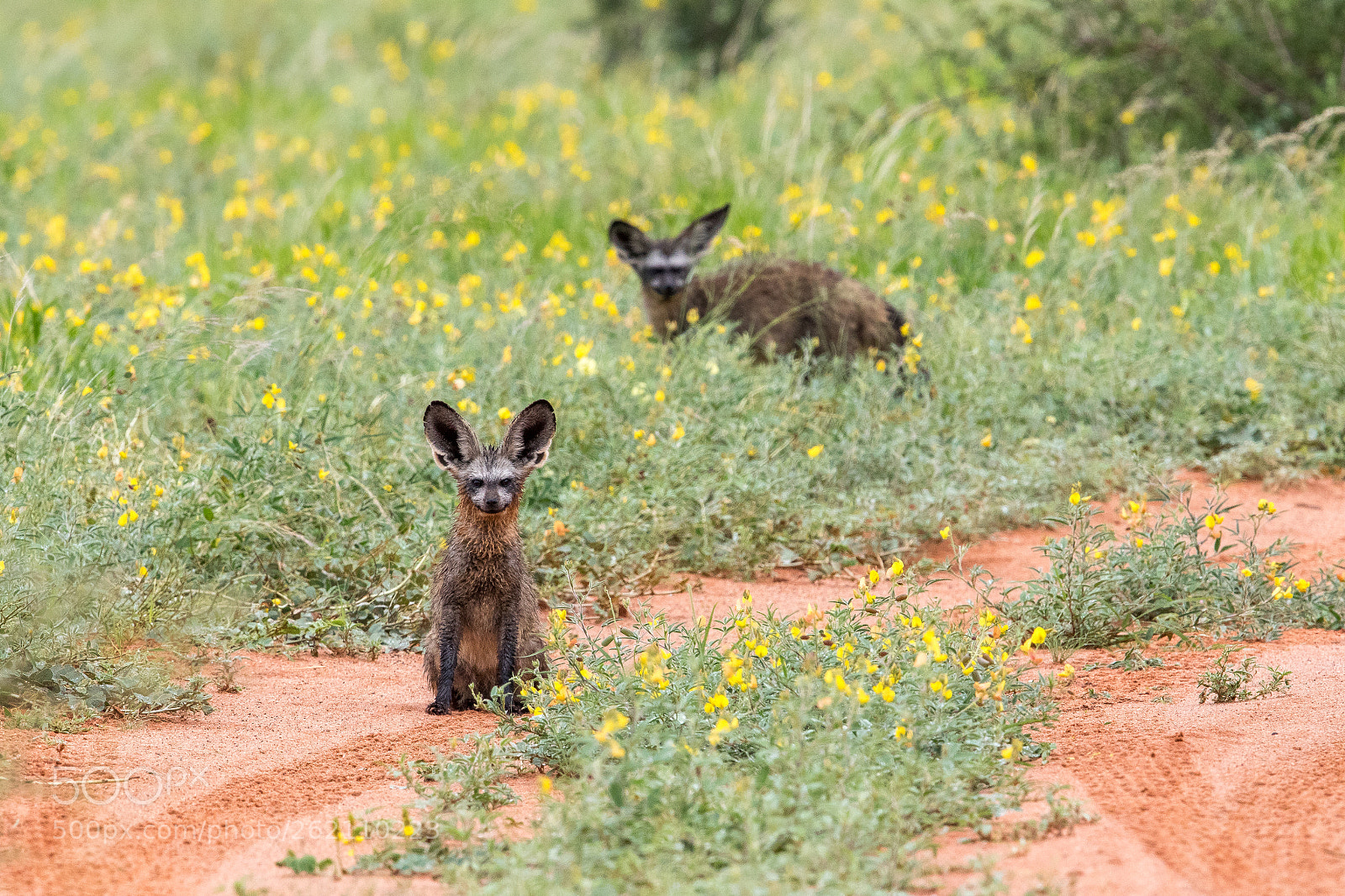 Canon EOS 7D Mark II sample photo. Bat eared foxes in photography