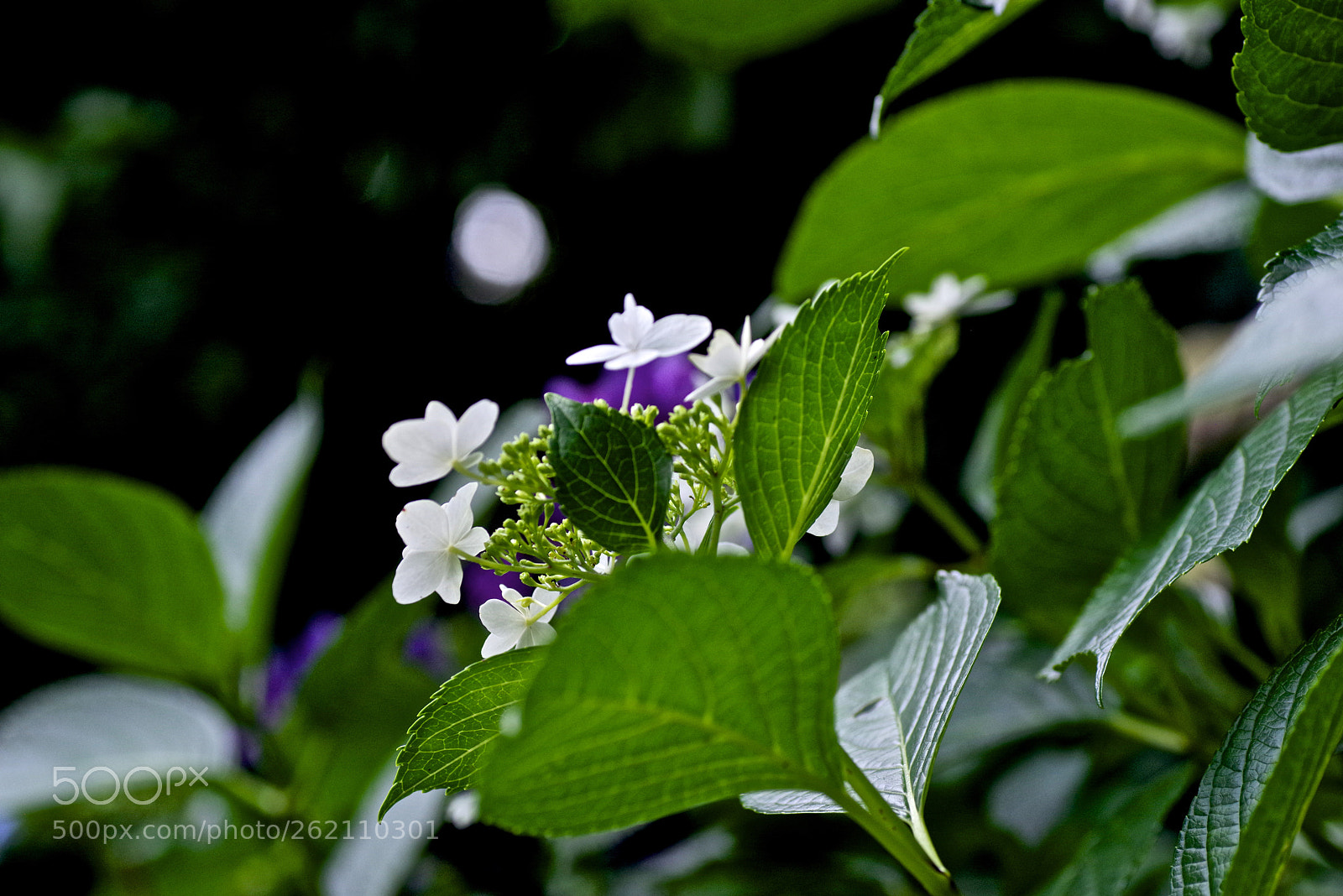 Pentax K-1 sample photo. Hydrangea’s eye photography